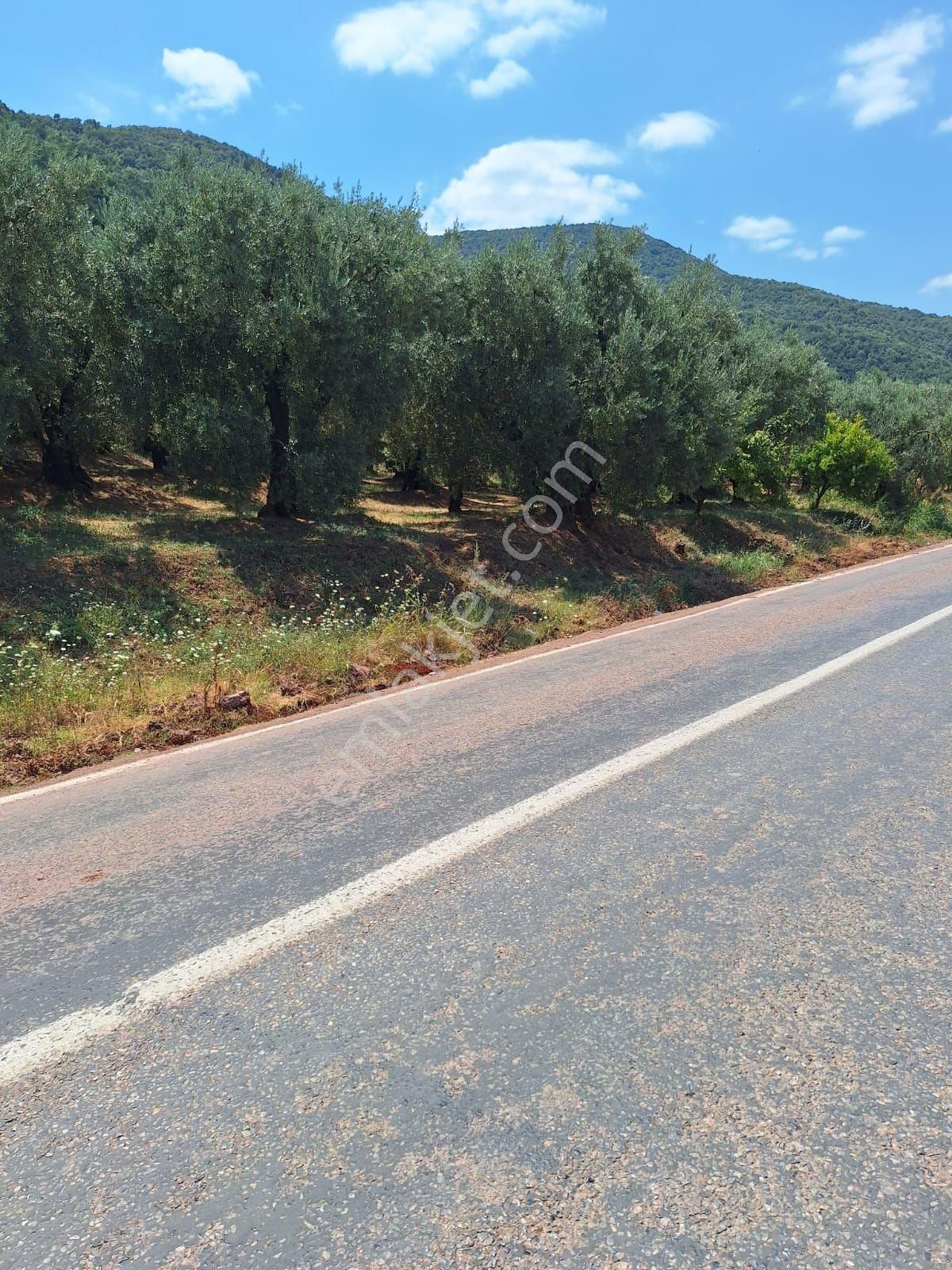 Bursa Orhangazi Narlıca'da Satılık 1200 - Görsel 3