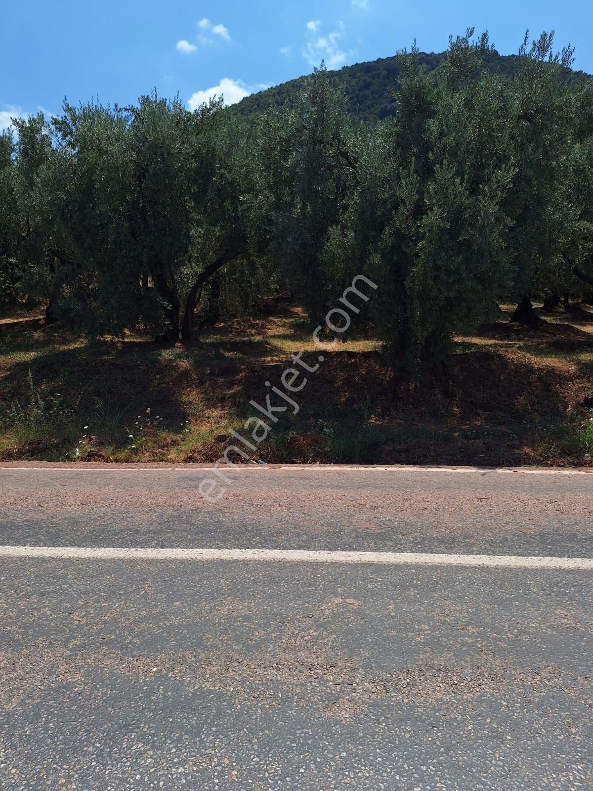 Bursa Orhangazi Narlıca'da Satılık 1200 - Görsel 5