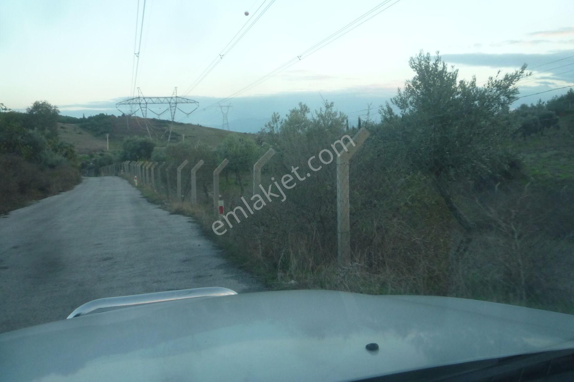 İzmir Torbalı Gold Emlaktan Satılık Zeytinli Tarla