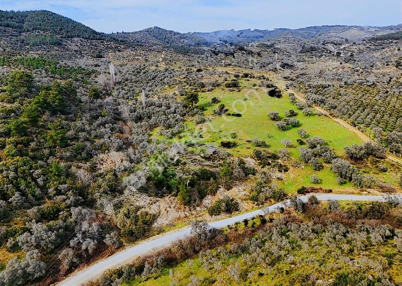 İlhan Rodoplu'dan Taşkesik'te 14.500 M2 Asfalt Üzeri Zeytinlik - Görsel 10
