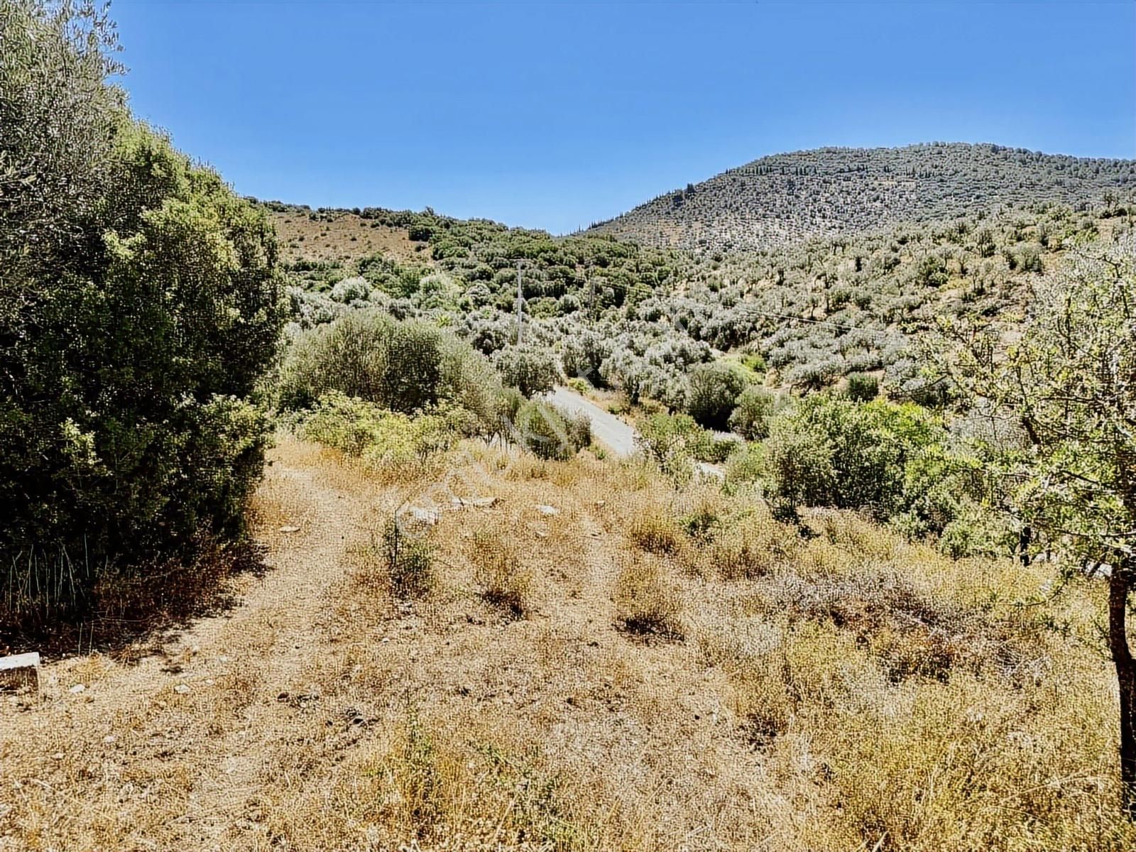 İlhan Rodoplu'dan Taşkesik'te 14.500 M2 Asfalt Üzeri Zeytinlik - Görsel 14
