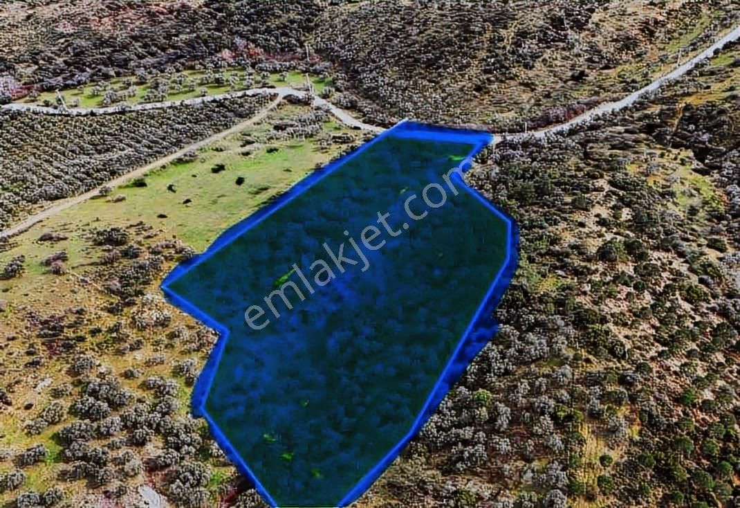 İlhan Rodoplu'dan Taşkesik'te 14.500 M2 Asfalt Üzeri Zeytinlik - Görsel 6