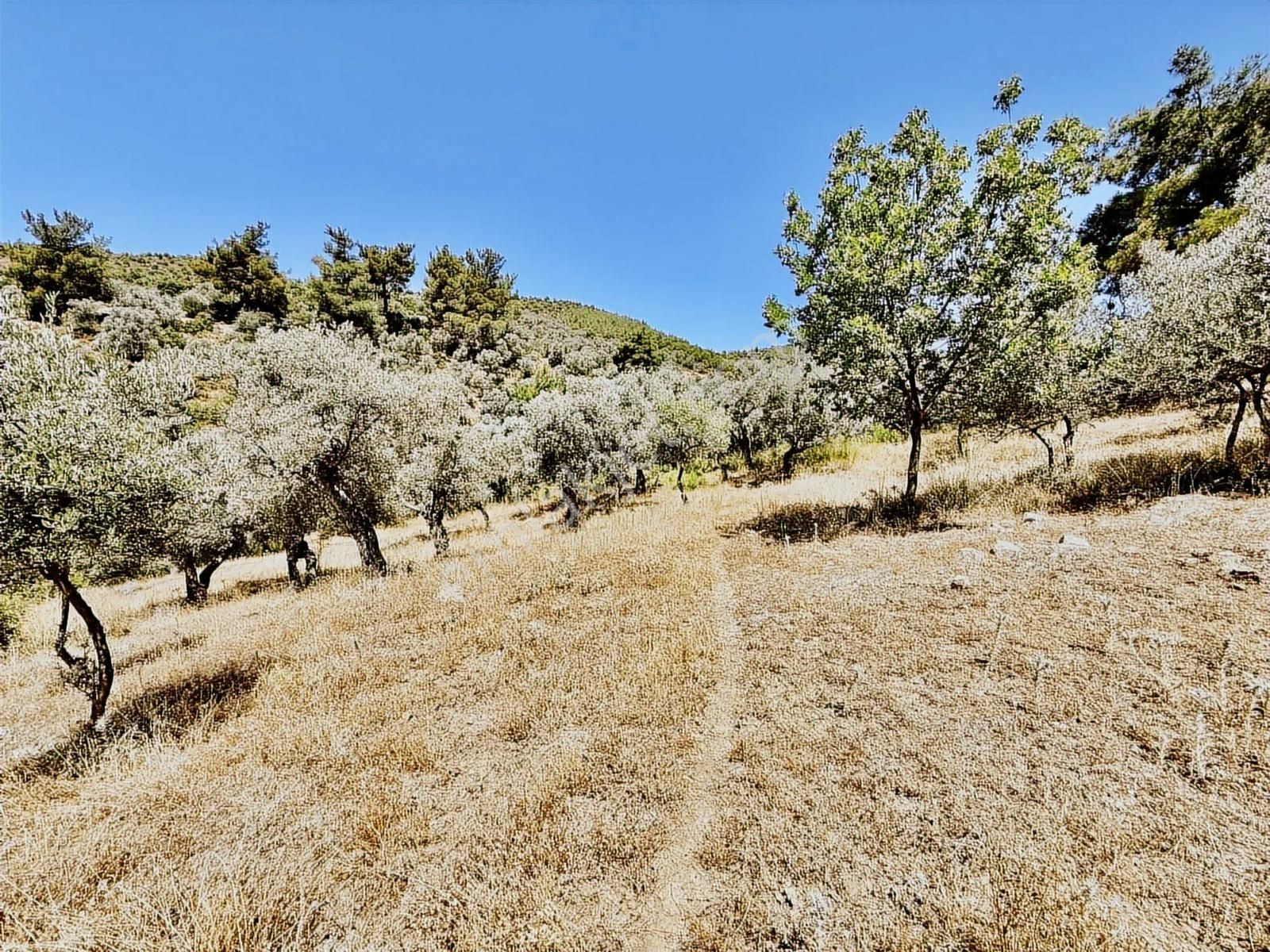 İlhan Rodoplu'dan Taşkesik'te 14.500 M2 Asfalt Üzeri Zeytinlik - Görsel 5
