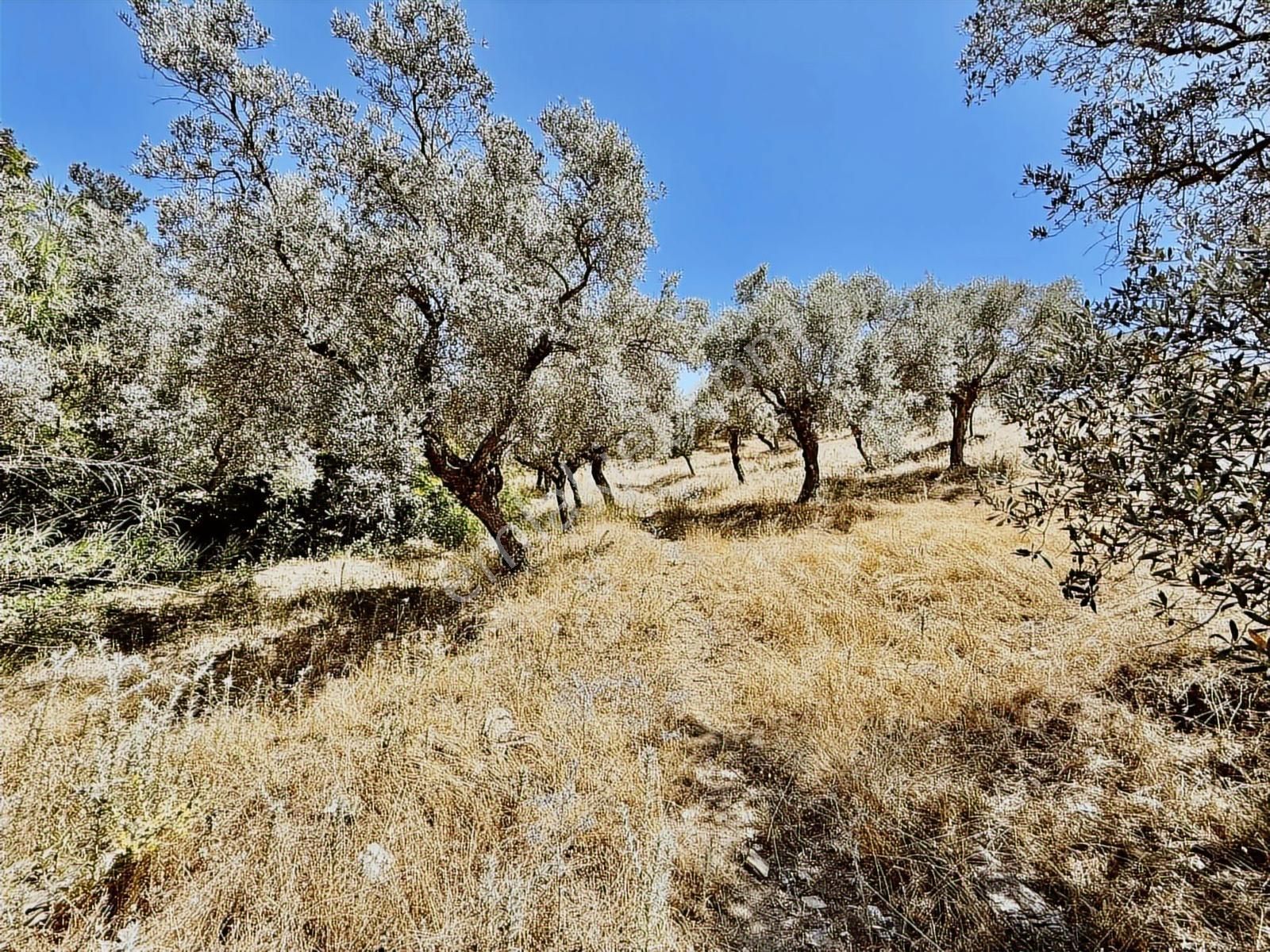 İlhan Rodoplu'dan Taşkesik'te 14.500 M2 Asfalt Üzeri Zeytinlik - Görsel 12