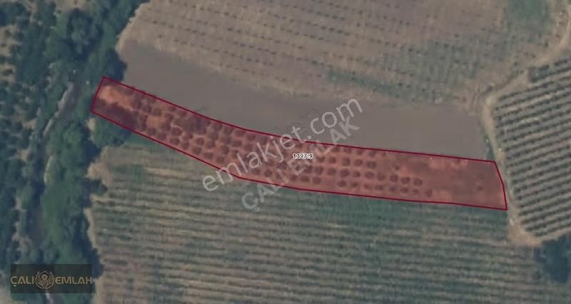 Bursa Karacabey Gölecikte Köye Yakın Satılık Zeytinlik Tarla