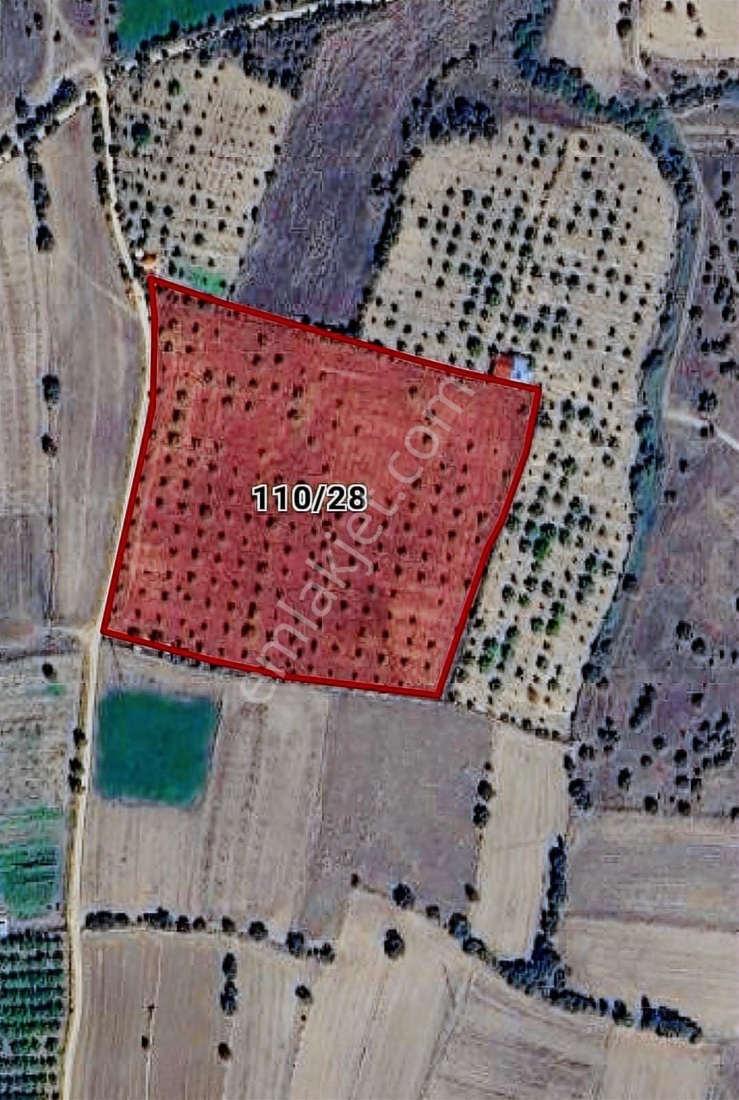Uşak Eşme İsalar Köyünde 25178m2 Satılık Ceviz Tarlası - Görsel 2