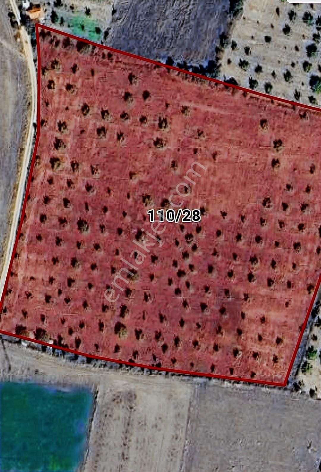 Uşak Eşme İsalar Köyünde 25178m2 Satılık Ceviz Tarlası