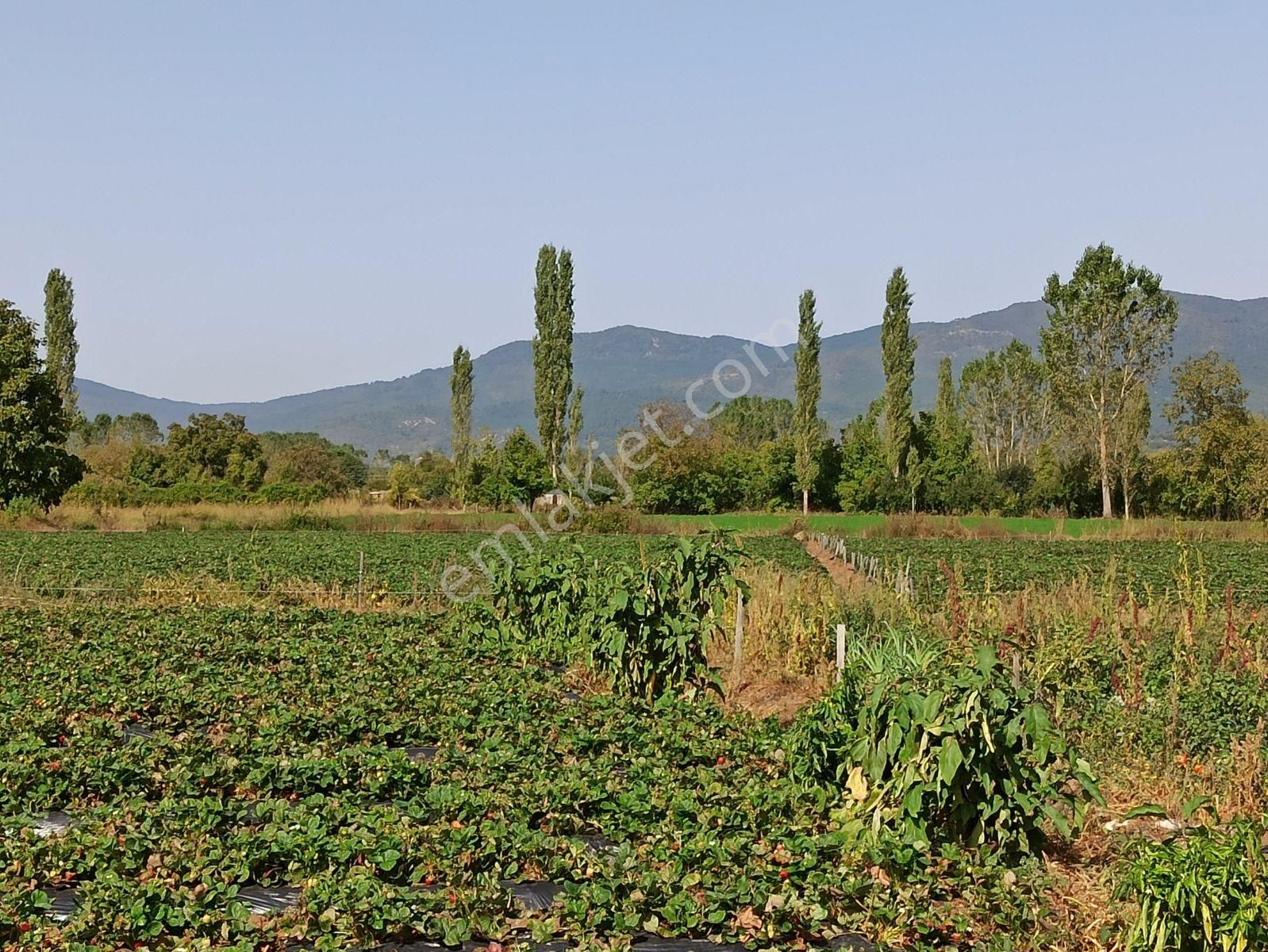 Çanakkale Akçakoyun , Kazdağlarının Eteğinde Turizm İmarlı Arsa - Görsel 8