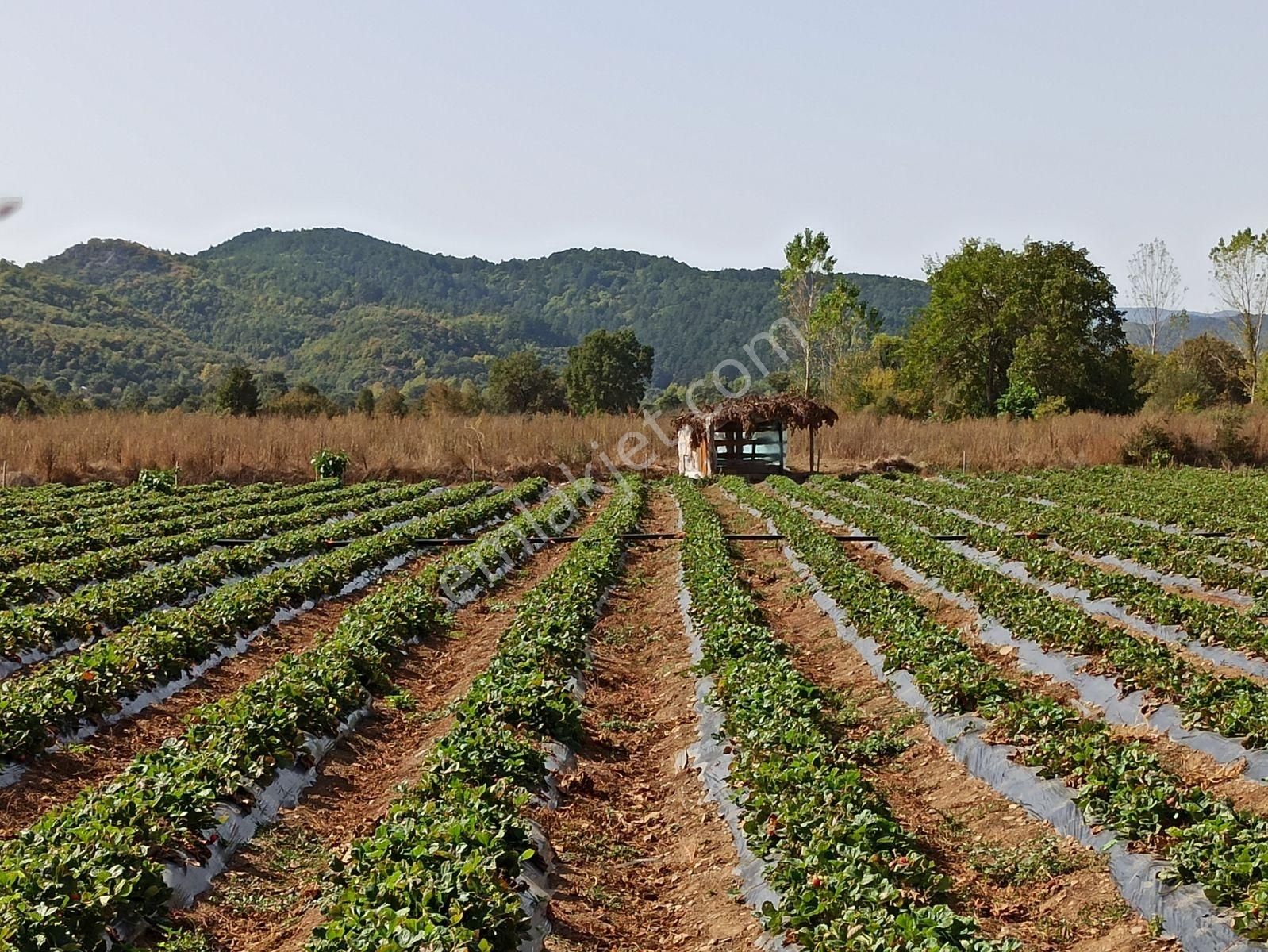 Çanakkale Akçakoyun , Kazdağlarının Eteğinde Turizm İmarlı Arsa