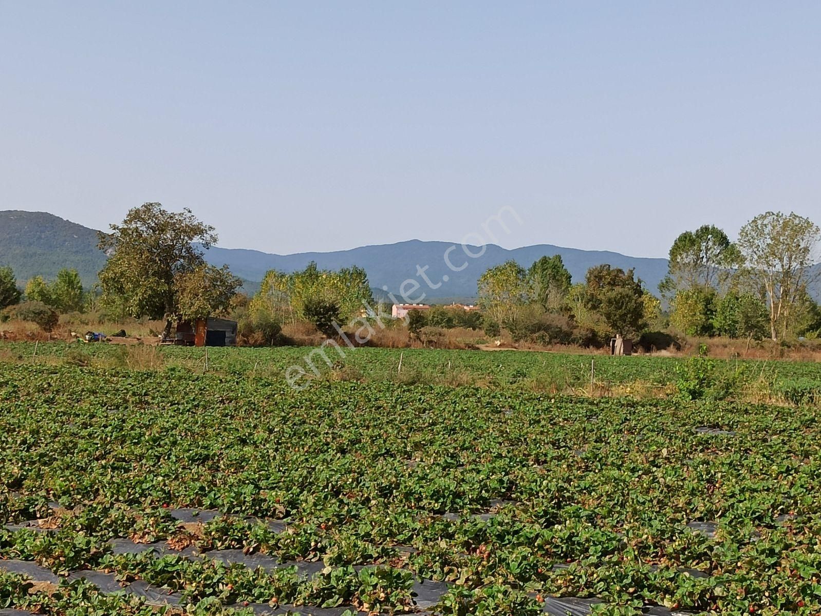 Çanakkale Akçakoyun , Kazdağlarının Eteğinde Turizm İmarlı Arsa - Görsel 2