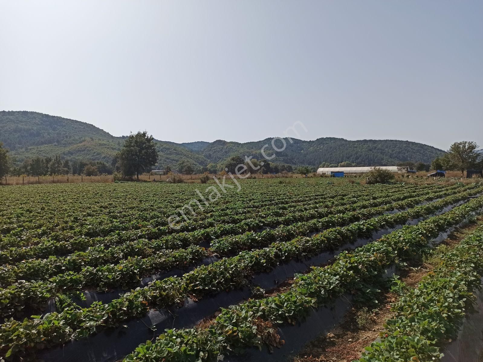 Çanakkale Akçakoyun , Kazdağlarının Eteğinde Turizm İmarlı Arsa - Görsel 3