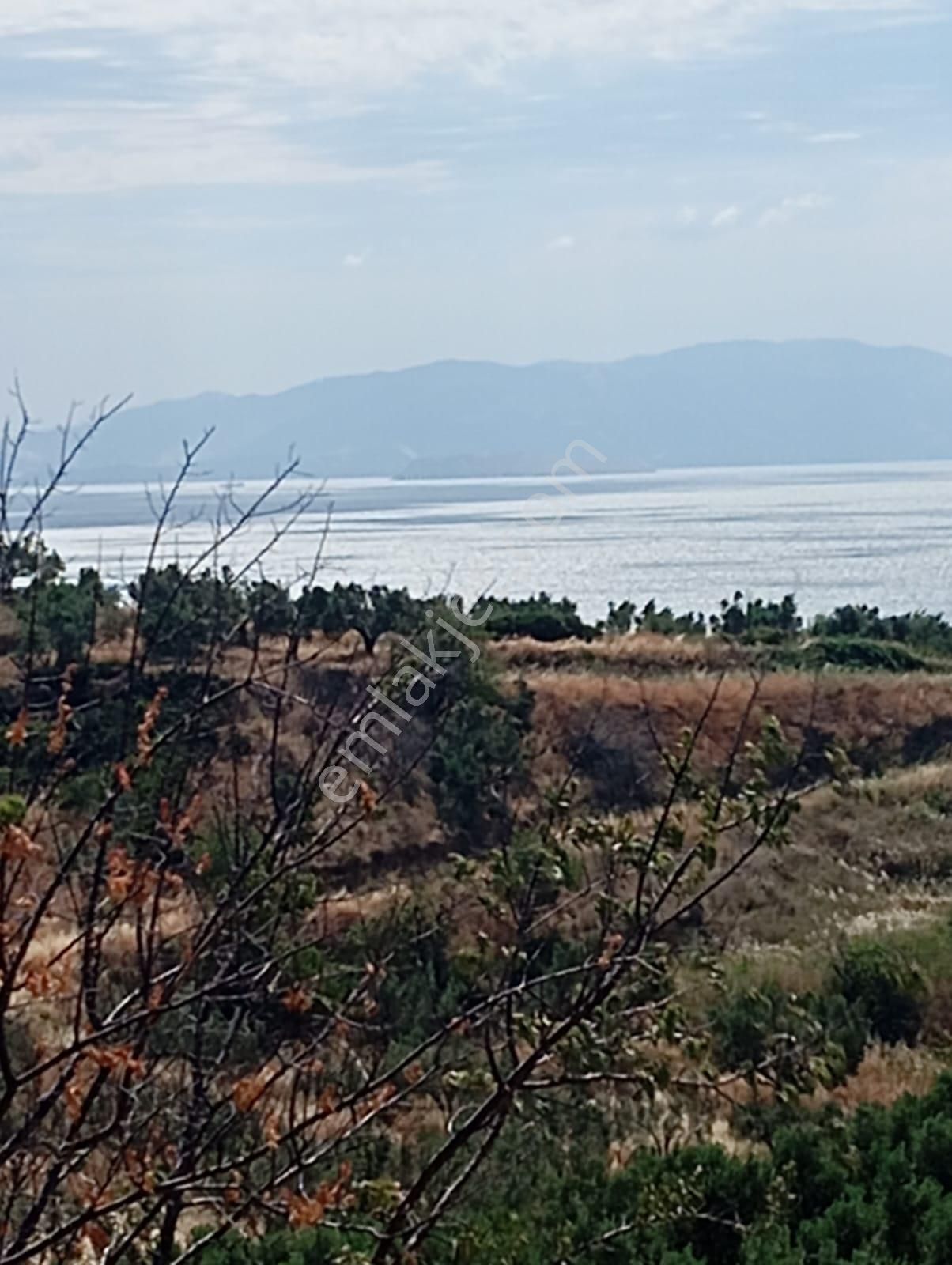 Atabey Gayrimenkulden Şarköy Çınarlı Mah. Satılık Bağ - Görsel 2