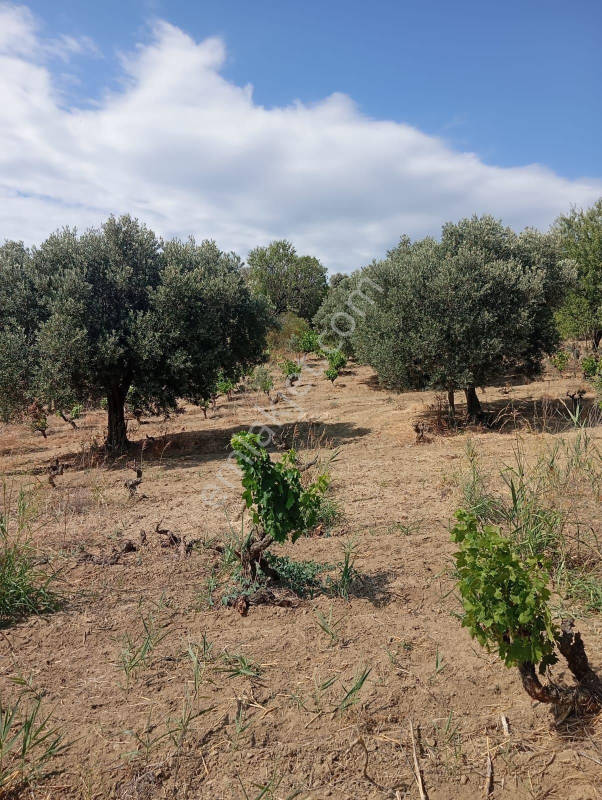 Atabey Gayrimenkulden Şarköy Çınarlı Mah. Satılık Bağ - Görsel 7