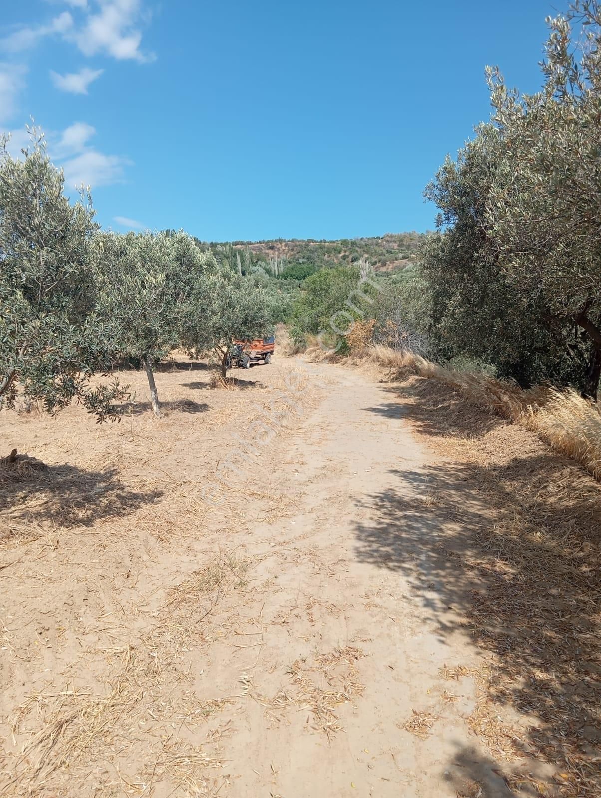 Atabey Gayrimenkulden Şarköy Çınarlı Mah. Satılık Bağ - Görsel 13