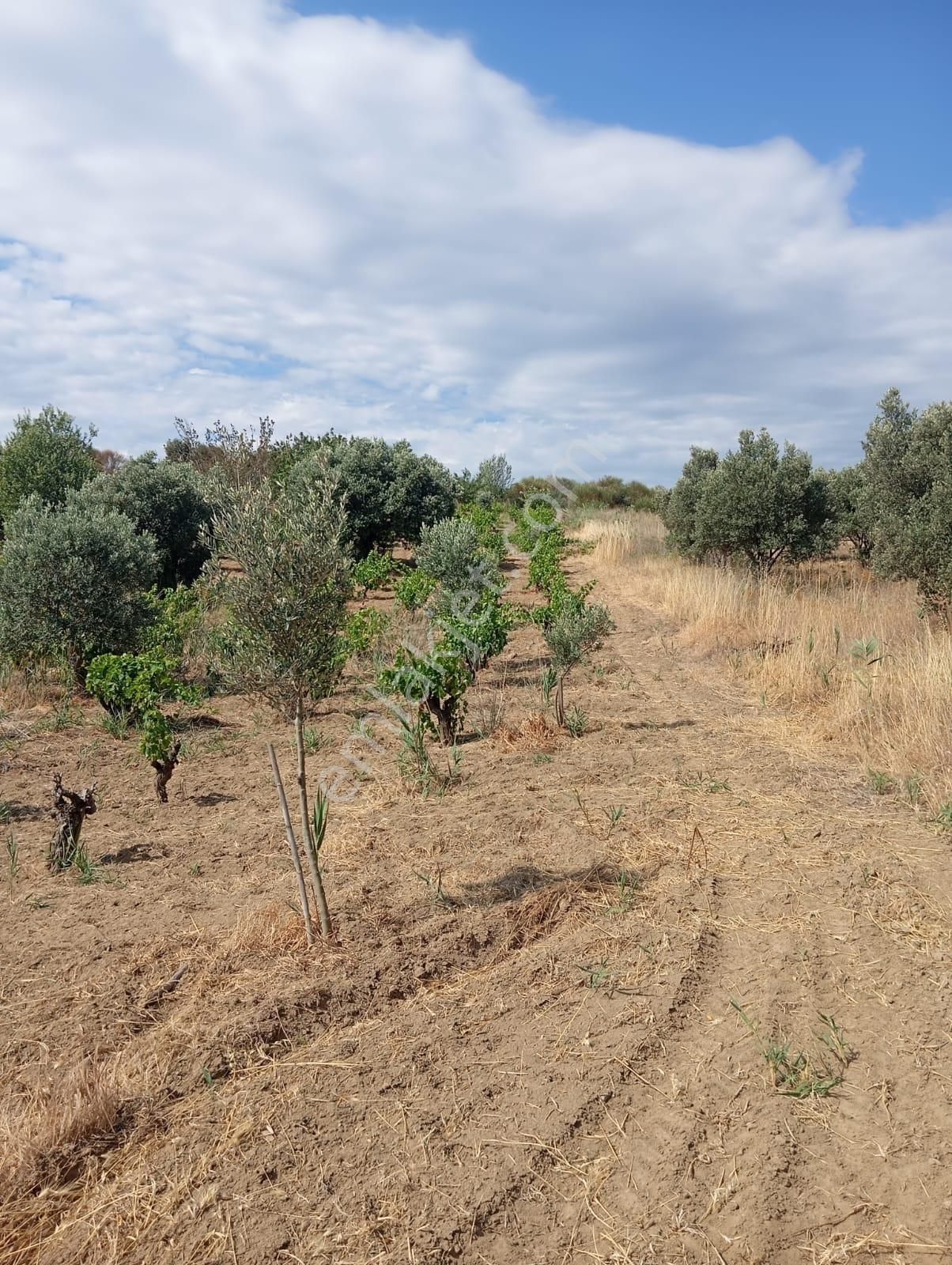 Atabey Gayrimenkulden Şarköy Çınarlı Mah. Satılık Bağ - Görsel 4