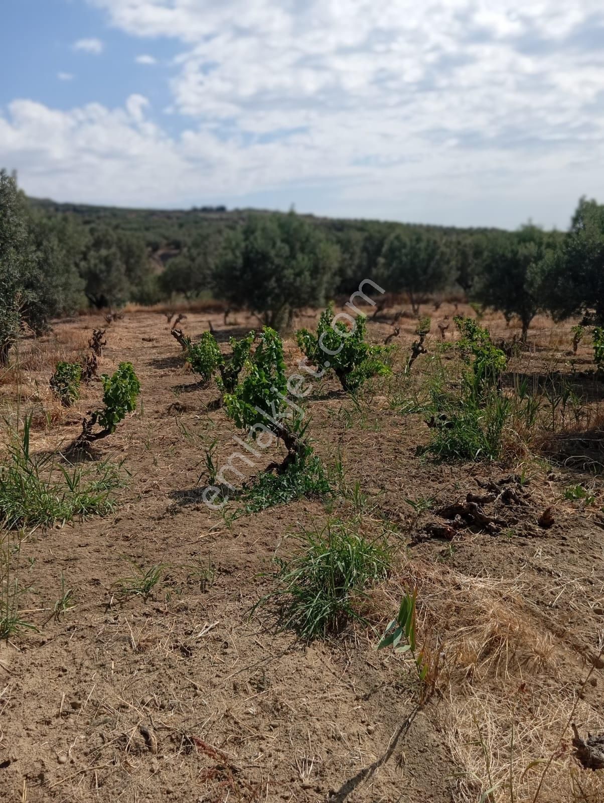 Atabey Gayrimenkulden Şarköy Çınarlı Mah. Satılık Bağ - Görsel 11