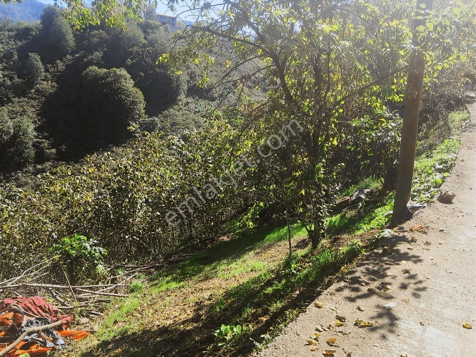 Özgür Emlak'tan Doğanın Kalbinde Arazi Fındıklık