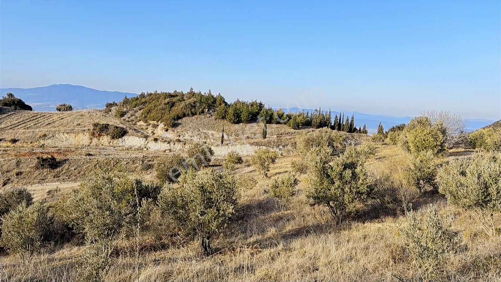 Doğa Ve Şehir Manzaralı Satılık Zeytinlik!! - Görsel 8