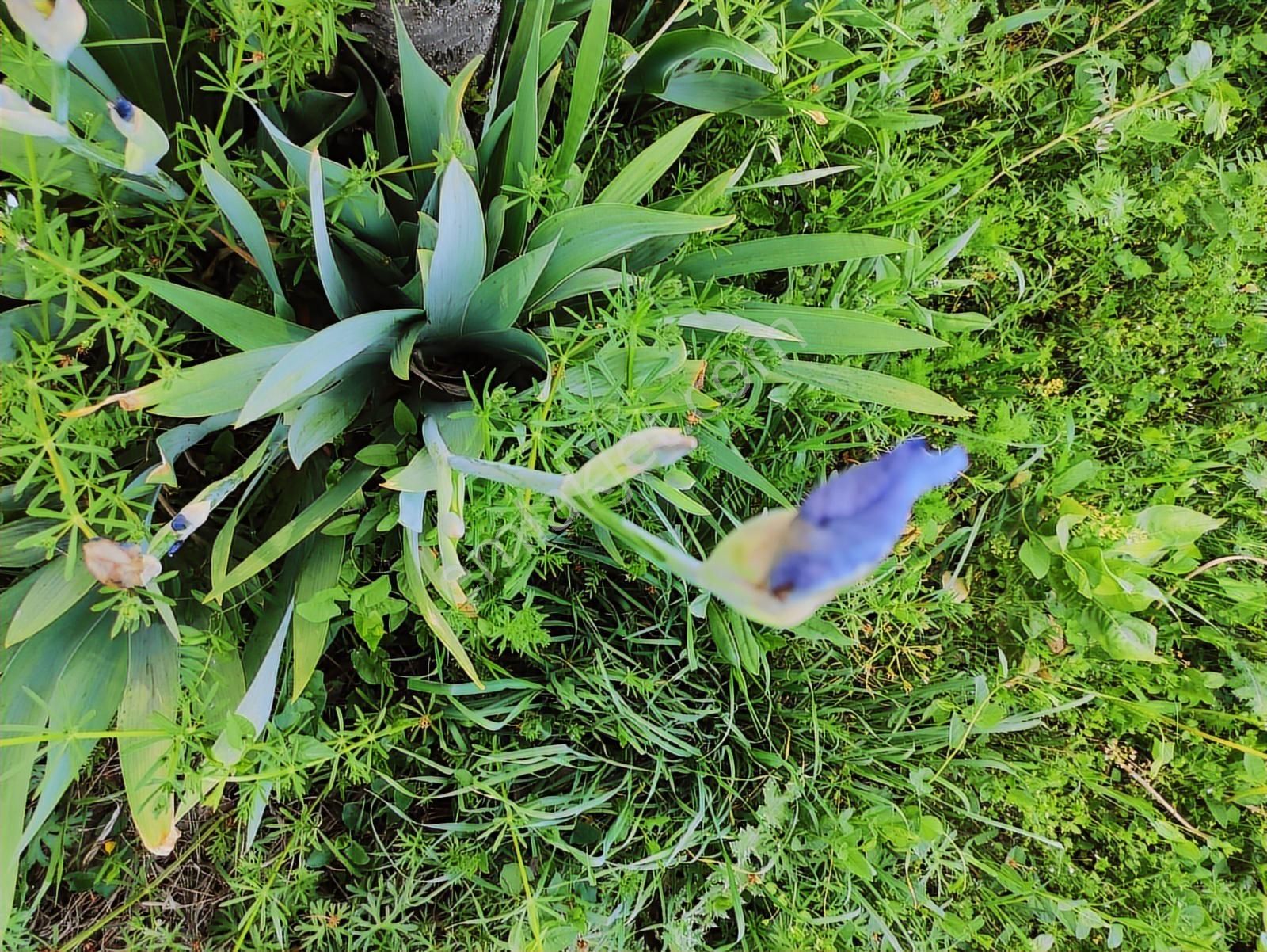 Özpınar ,dan Pınarbaşı 416 M2 Villa Arsası 2 Kat İmar % 20 İnş. - Görsel 18