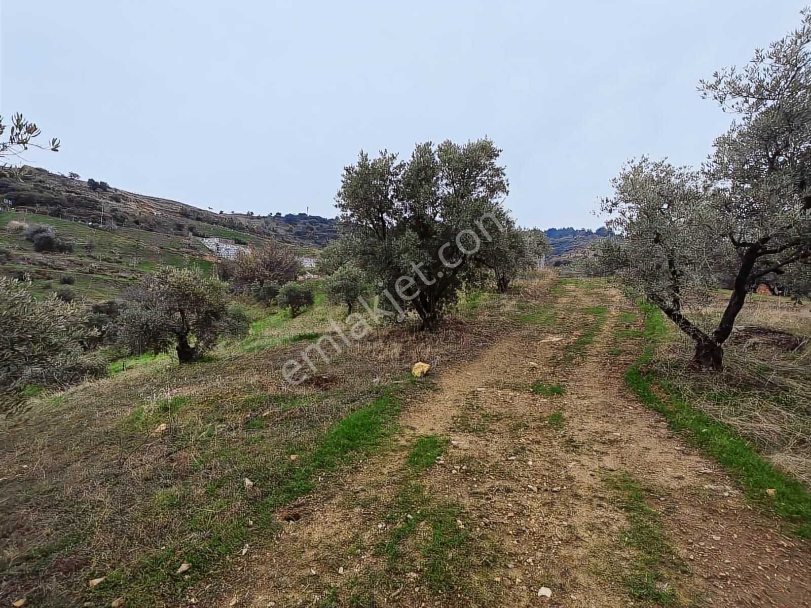 Şirince'de İşletme Ruhsatlı Satılık Çiftlik Evi Ve Arazisi - Görsel 28