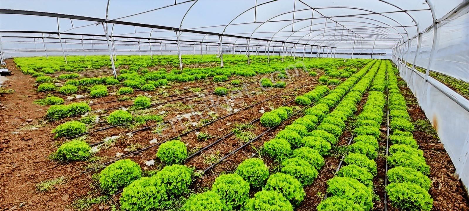 Rw Nefes'ten; Getirisi Çok Yüksek Verimli, Yatırımlık Sera - Görsel 29