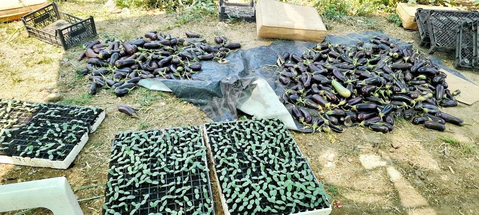 Rw Nefes'ten; Getirisi Çok Yüksek Verimli, Yatırımlık Sera - Görsel 32