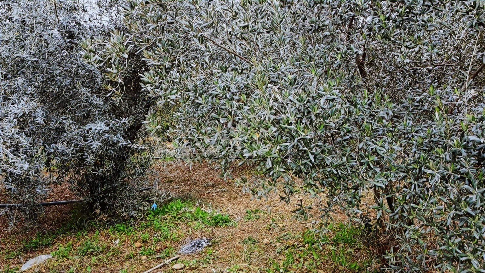 Köye Ve Isparta Yoluna Yakın Satılık Zeytin Bahçesi - Görsel 3