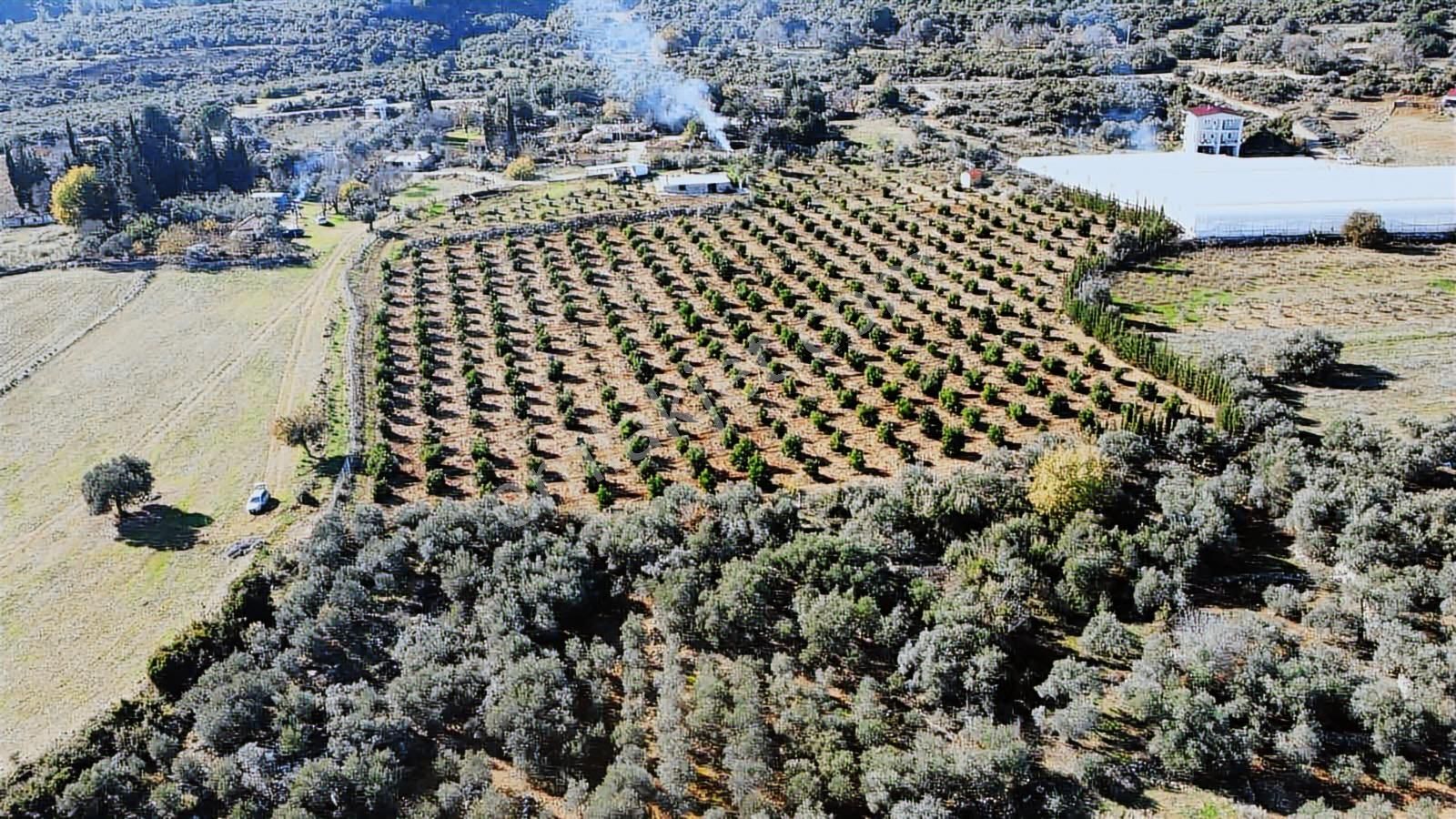 Köye Ve Isparta Yoluna Yakın Satılık Zeytin Bahçesi - Görsel 4