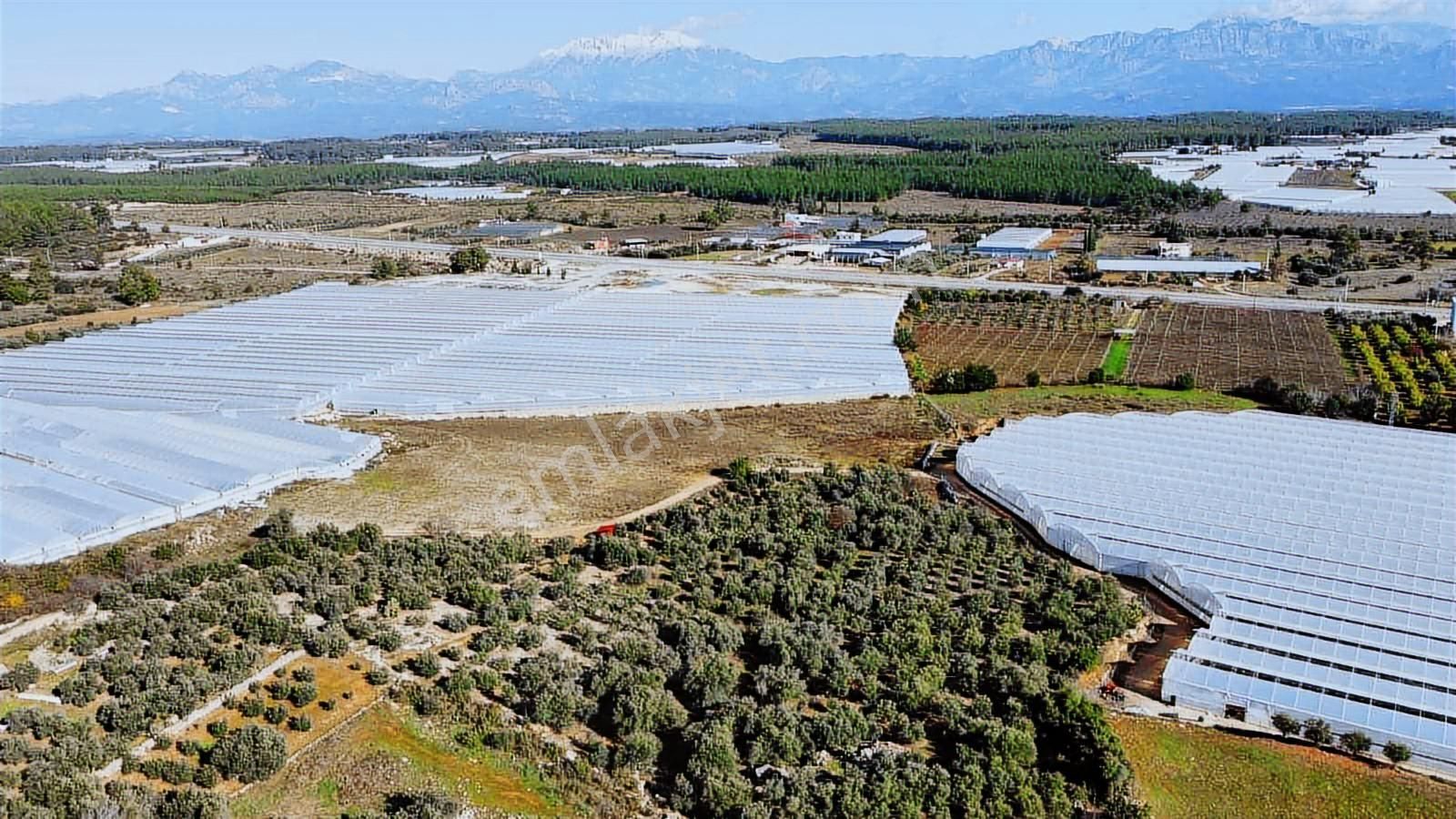 Köye Ve Isparta Yoluna Yakın Satılık Zeytin Bahçesi - Görsel 2