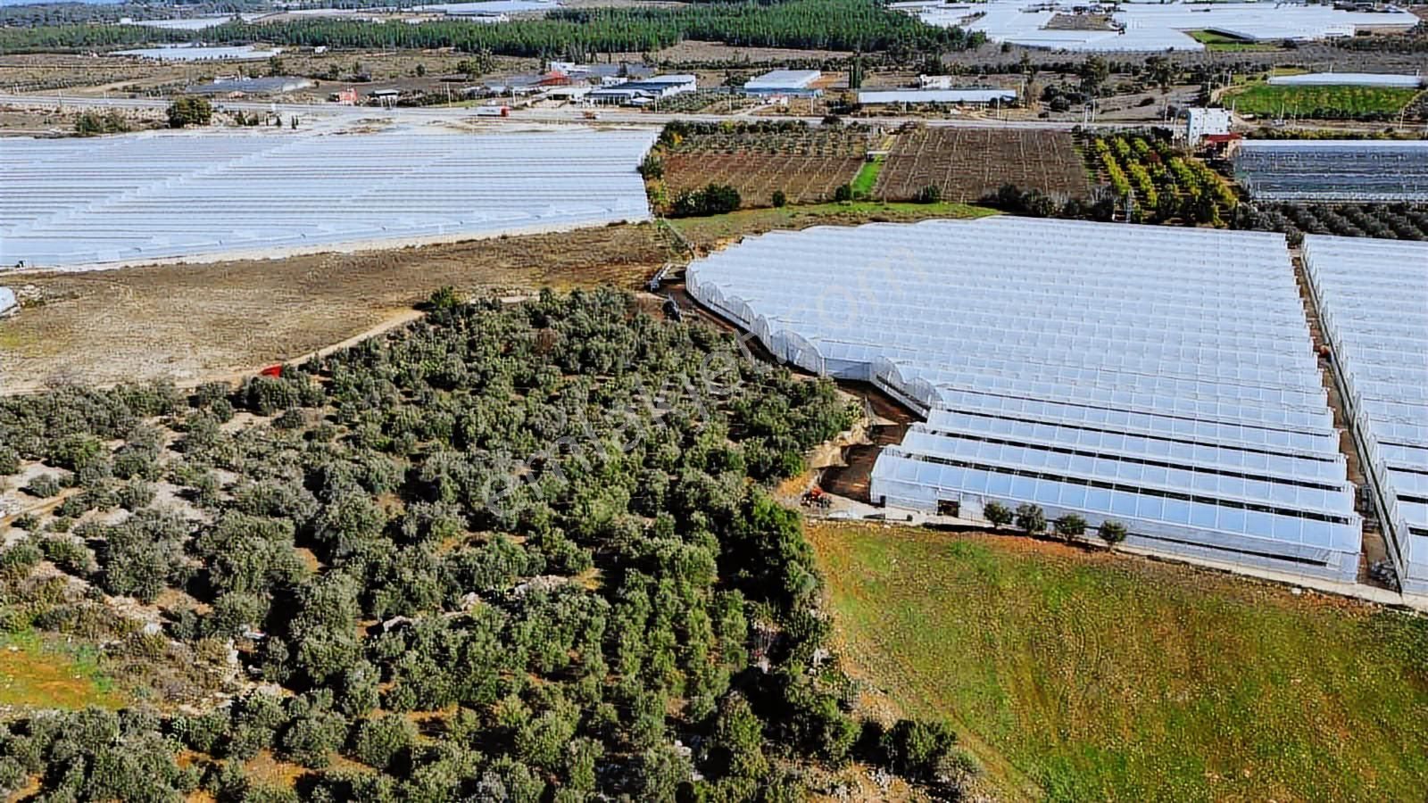 Köye Ve Isparta Yoluna Yakın Satılık Zeytin Bahçesi - Görsel 7