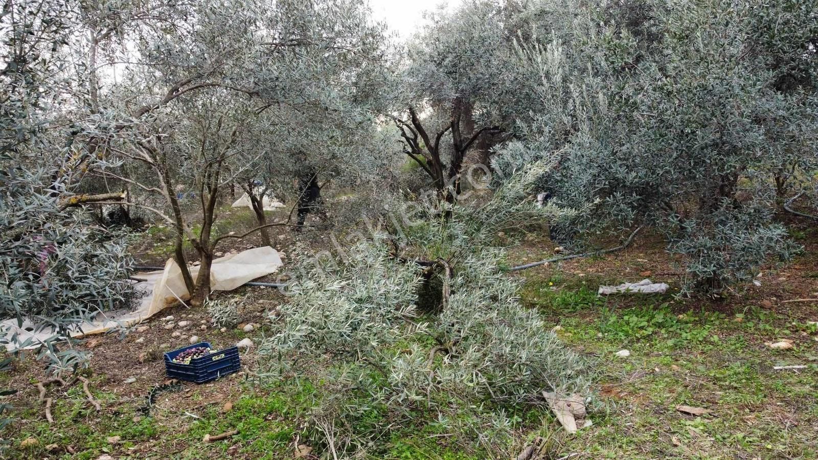 Köye Ve Isparta Yoluna Yakın Satılık Zeytin Bahçesi - Görsel 6