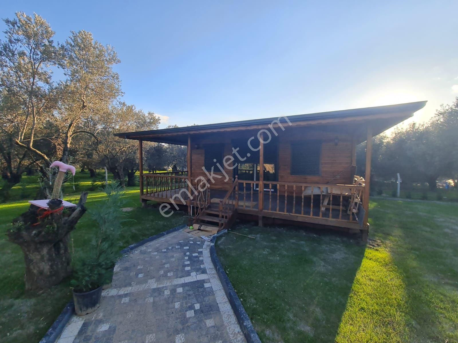 Artı'dan İçerisinde Ahşap Evi Olan Satılık 1.170 M2 Zeytinlik