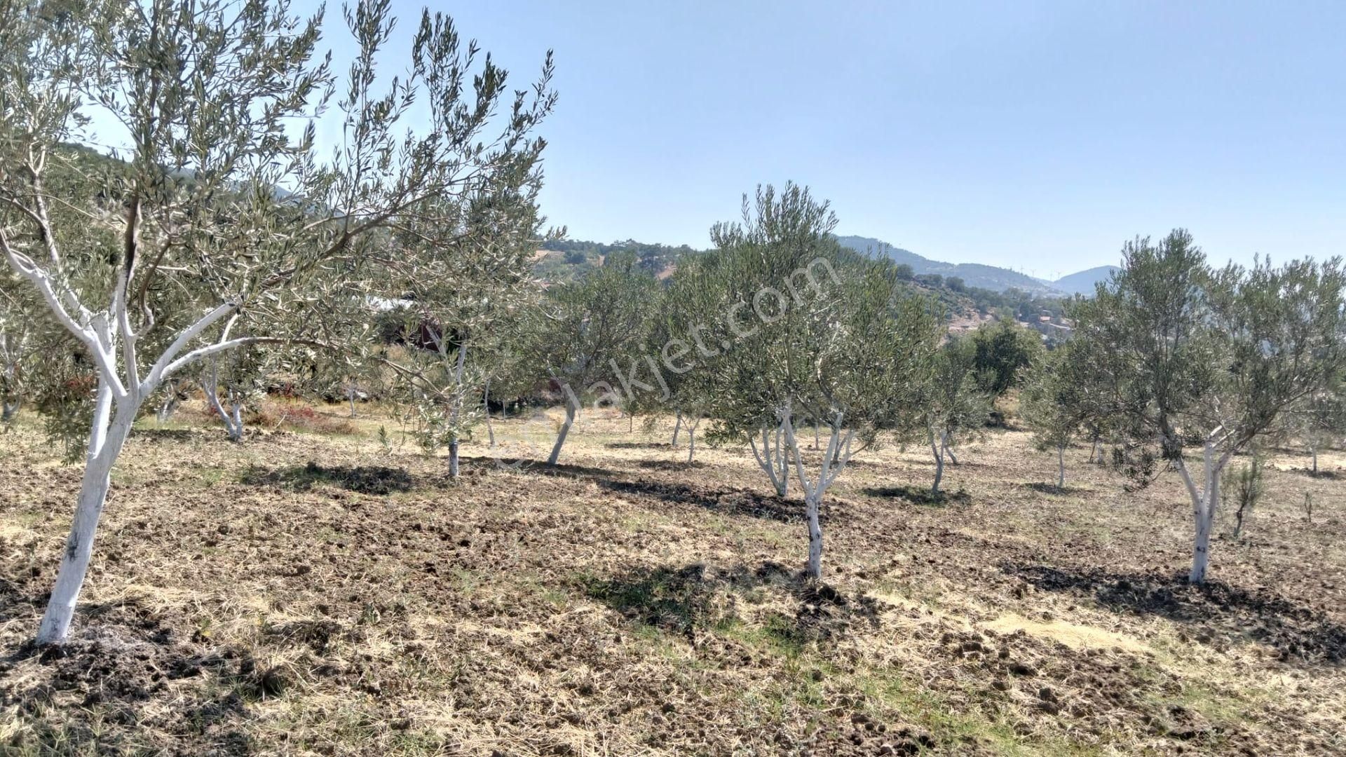 Artı Emlak'tan Havran Hallaçlar'da Satılık 6.550 M2 Tarla - Görsel 7