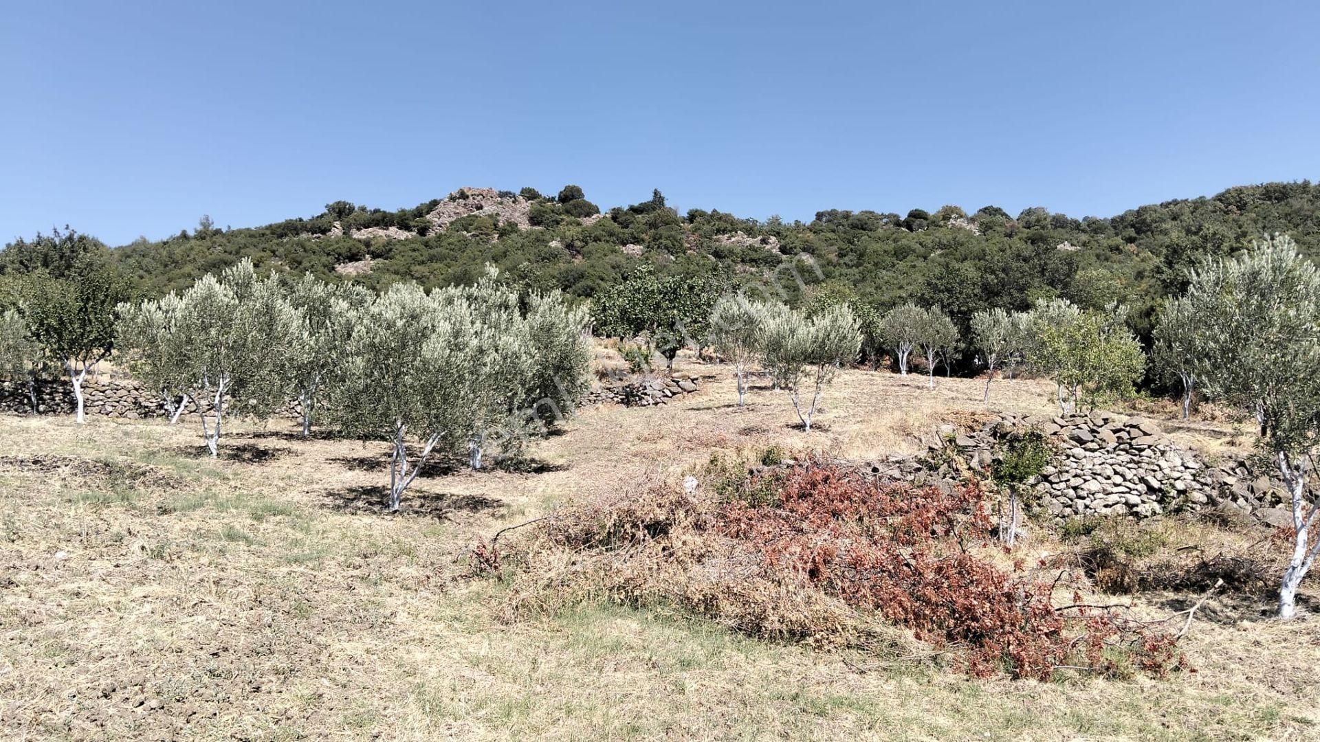 Artı Emlak'tan Havran Hallaçlar'da Satılık 6.550 M2 Tarla - Görsel 8