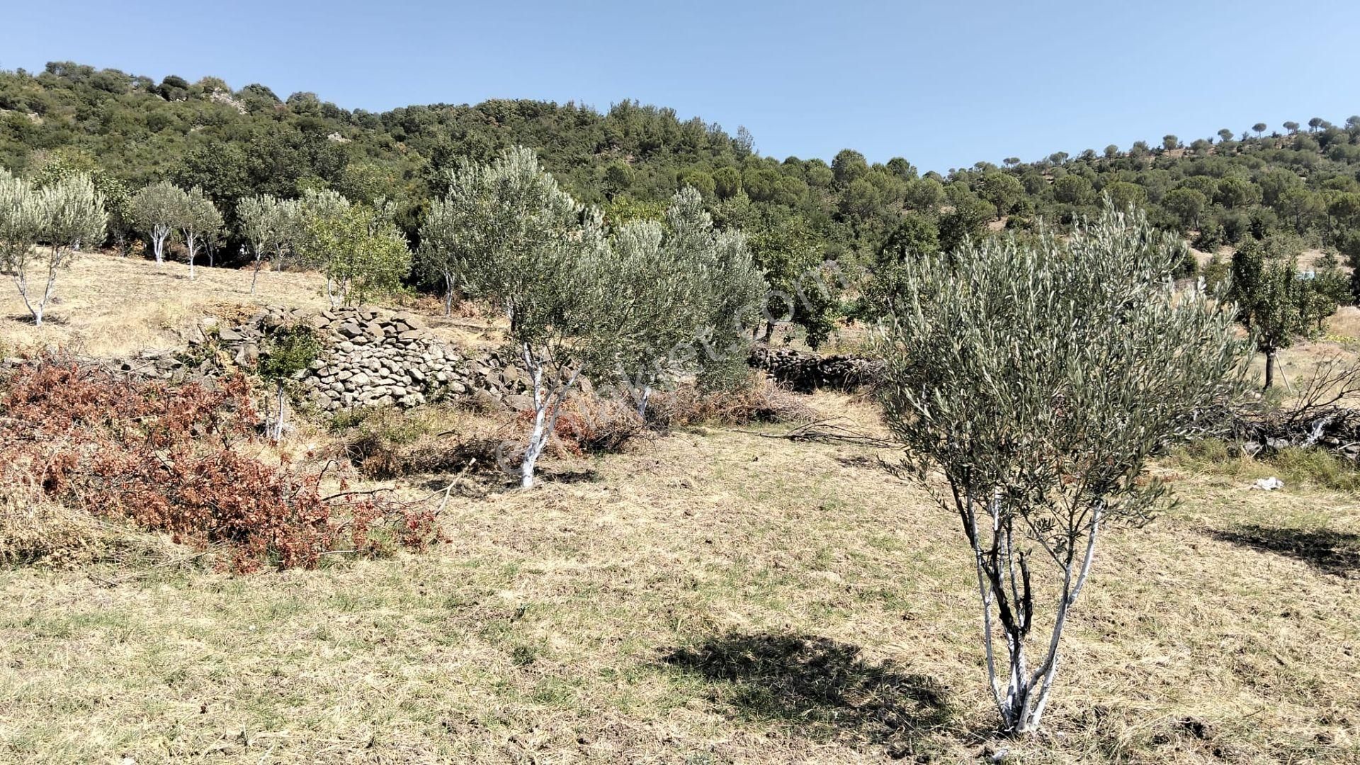 Artı Emlak'tan Havran Hallaçlar'da Satılık 6.550 M2 Tarla - Görsel 4
