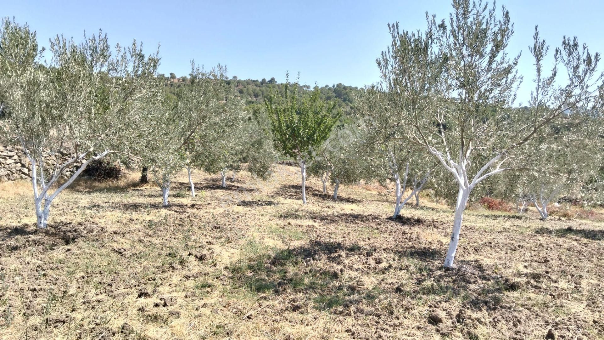 Artı Emlak'tan Havran Hallaçlar'da Satılık 6.550 M2 Tarla - Görsel 17