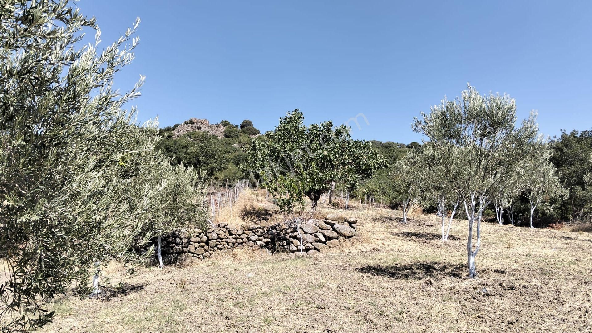 Artı Emlak'tan Havran Hallaçlar'da Satılık 6.550 M2 Tarla - Görsel 9