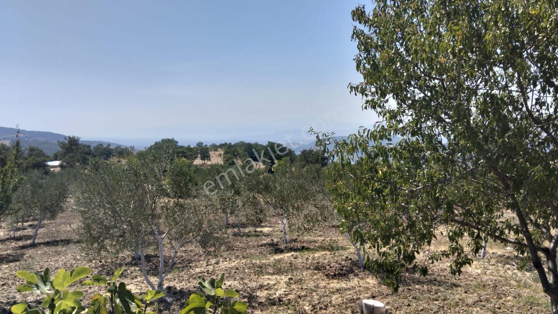 Artı Emlak'tan Havran Hallaçlar'da Satılık 6.550 M2 Tarla - Görsel 16