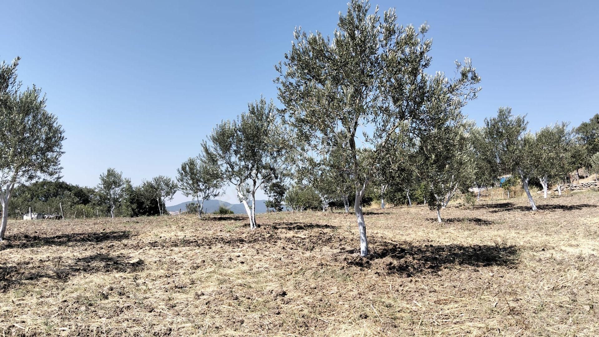 Artı Emlak'tan Havran Hallaçlar'da Satılık 6.550 M2 Tarla - Görsel 3