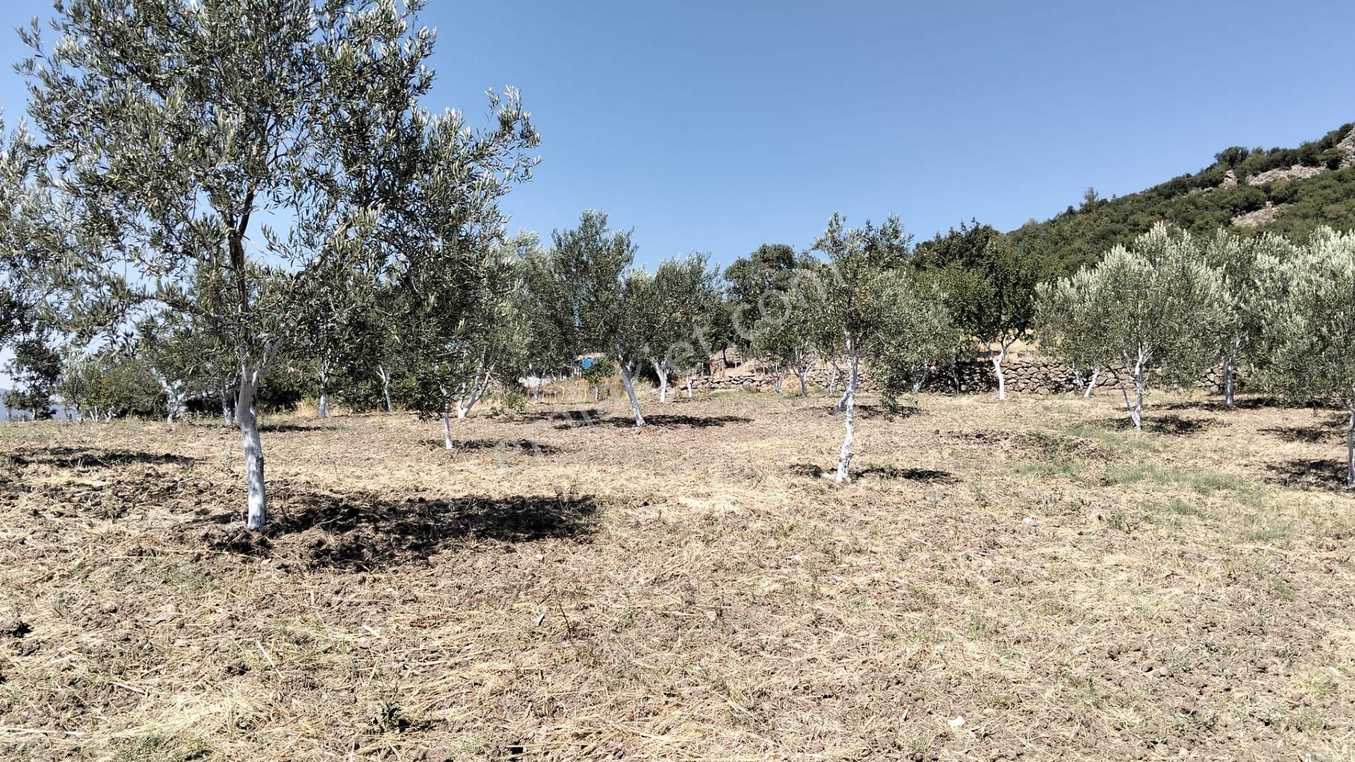 Artı Emlak'tan Havran Hallaçlar'da Satılık 6.550 M2 Tarla - Görsel 5