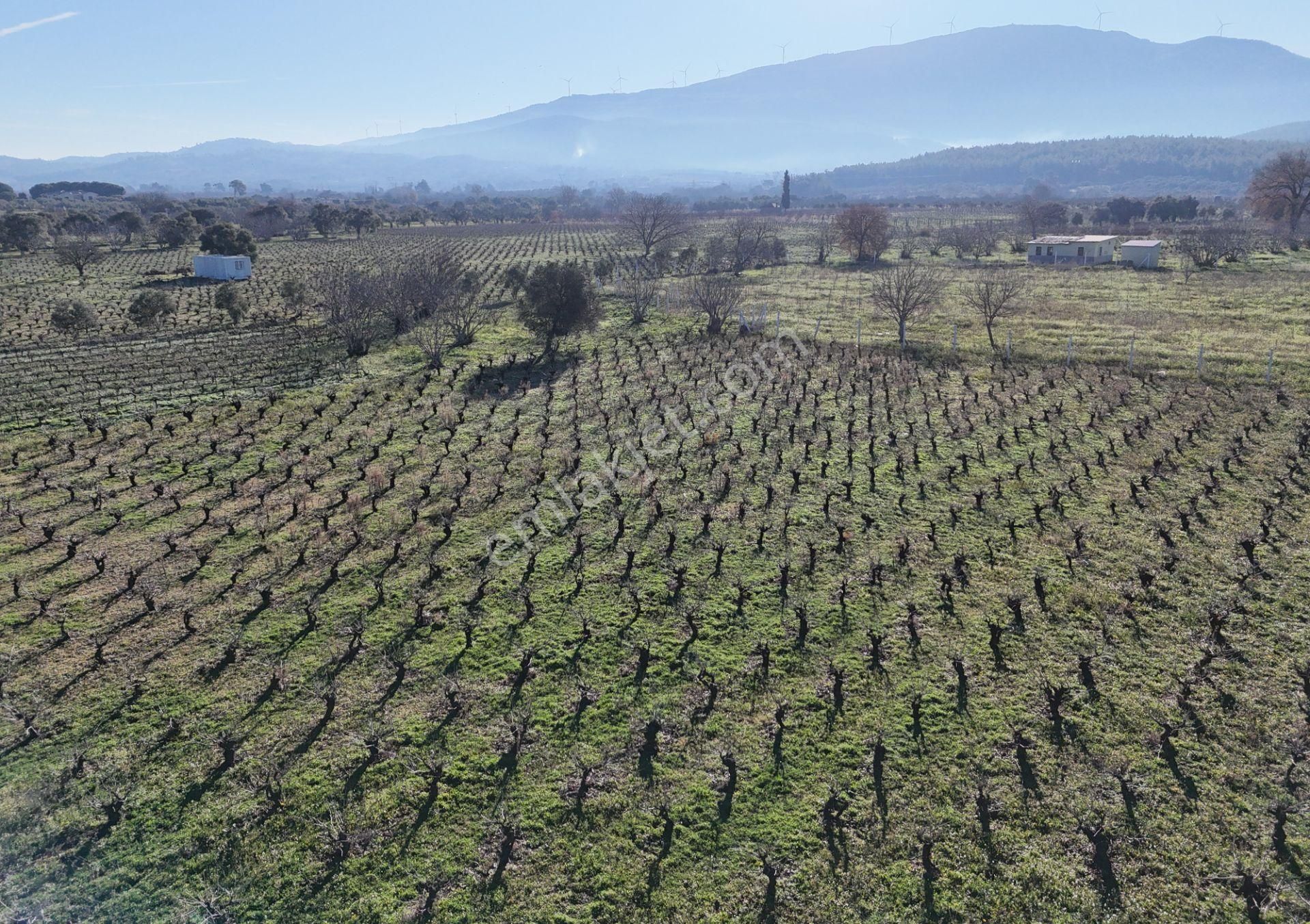 Kuşadası Burgaz Yedibilgeler Mevkiinde Tek Tapu 3.764 M² Yatırımlık Tarla - Görsel 8