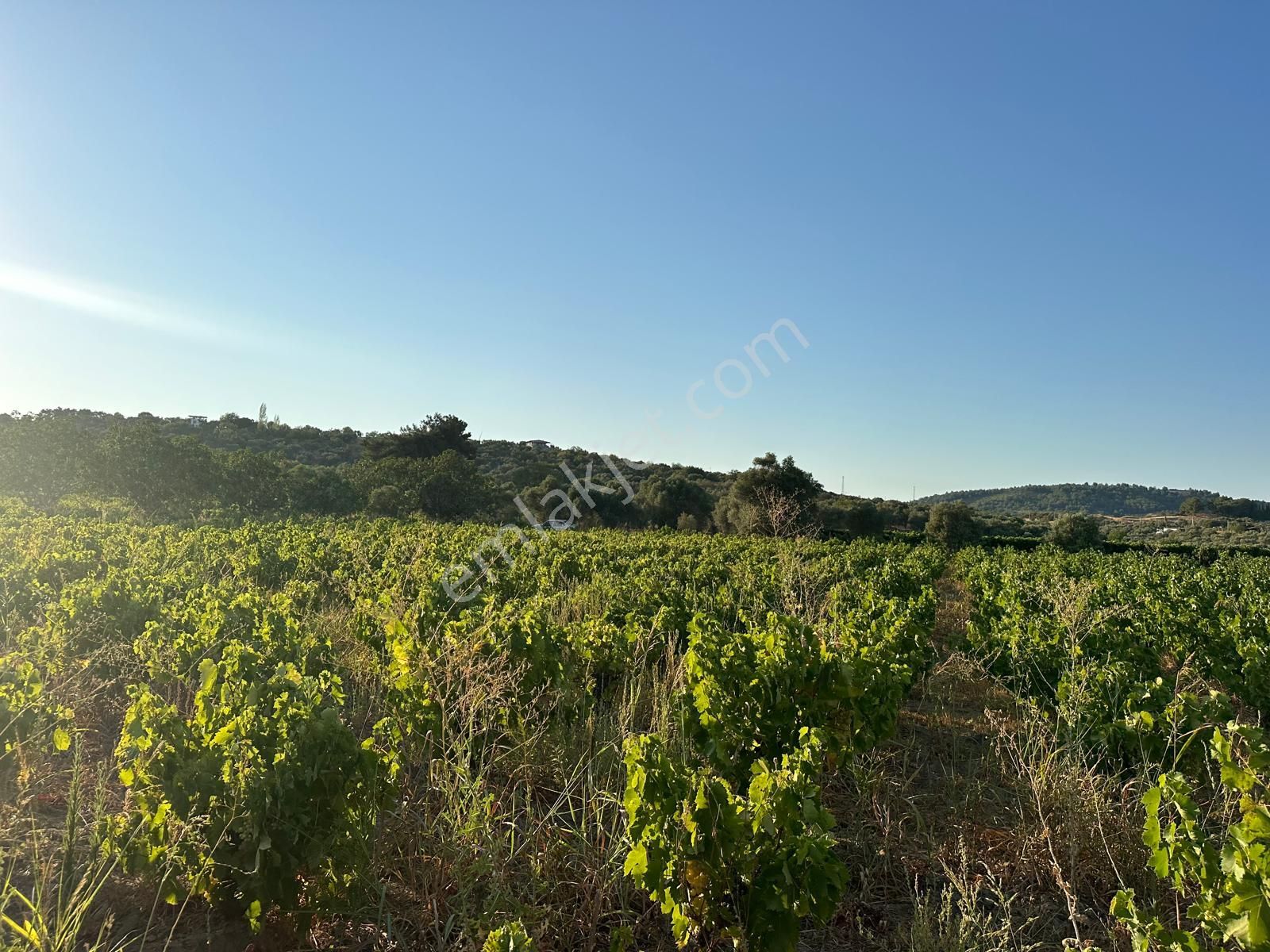 Kuşadası Burgaz Yedibilgeler Mevkiinde Tek Tapu 3.764 M² Yatırımlık Tarla - Görsel 9