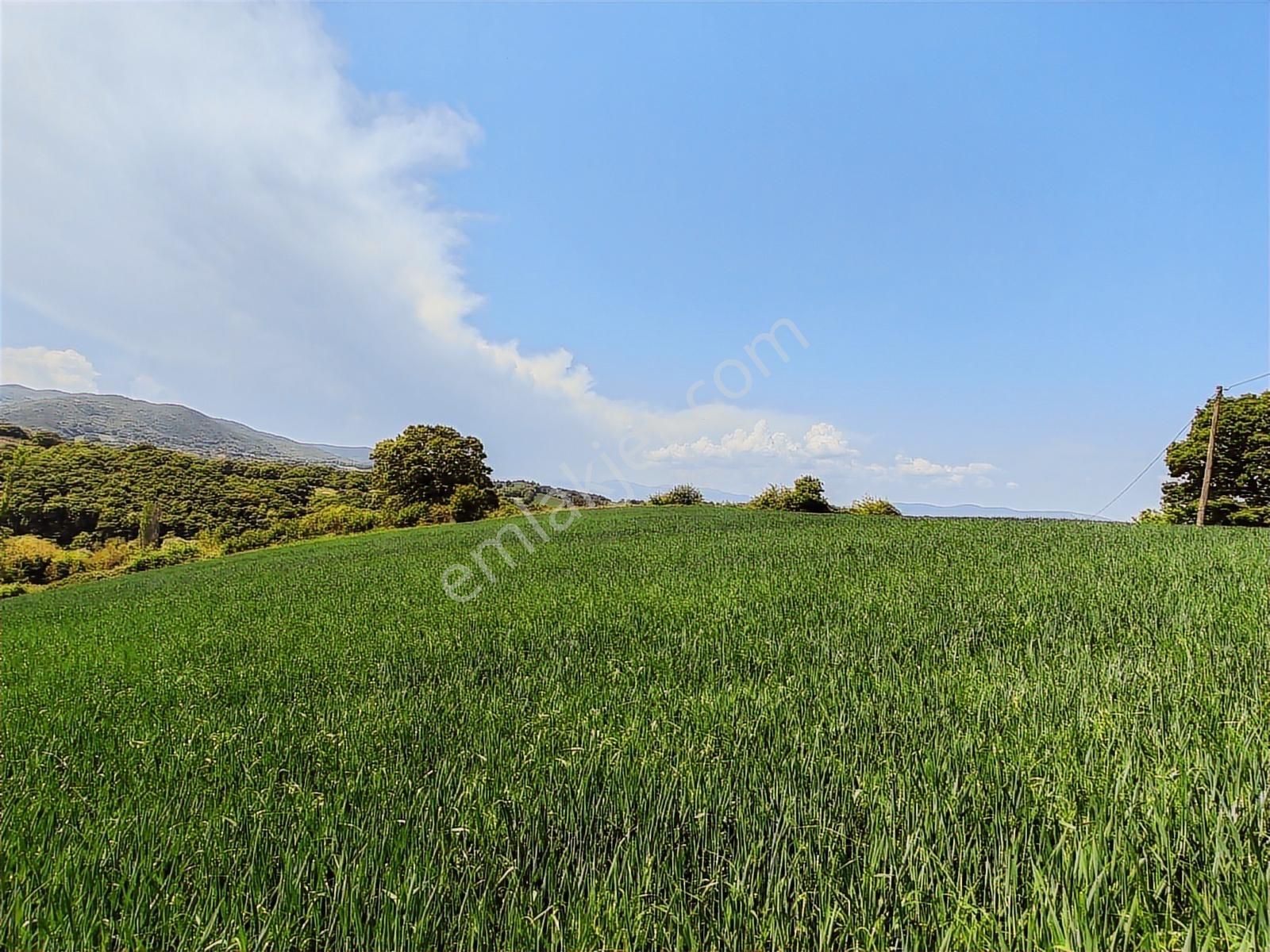 9.650 M2 Çiftlik, Bağ-bahçe, Hobi Bahçe, Kadastro Yola Cepheli - Görsel 22