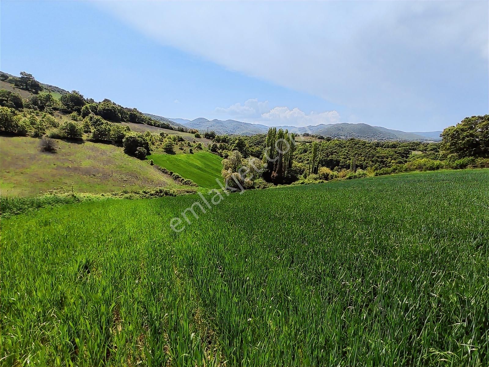 9.650 M2 Çiftlik, Bağ-bahçe, Hobi Bahçe, Kadastro Yola Cepheli - Görsel 5