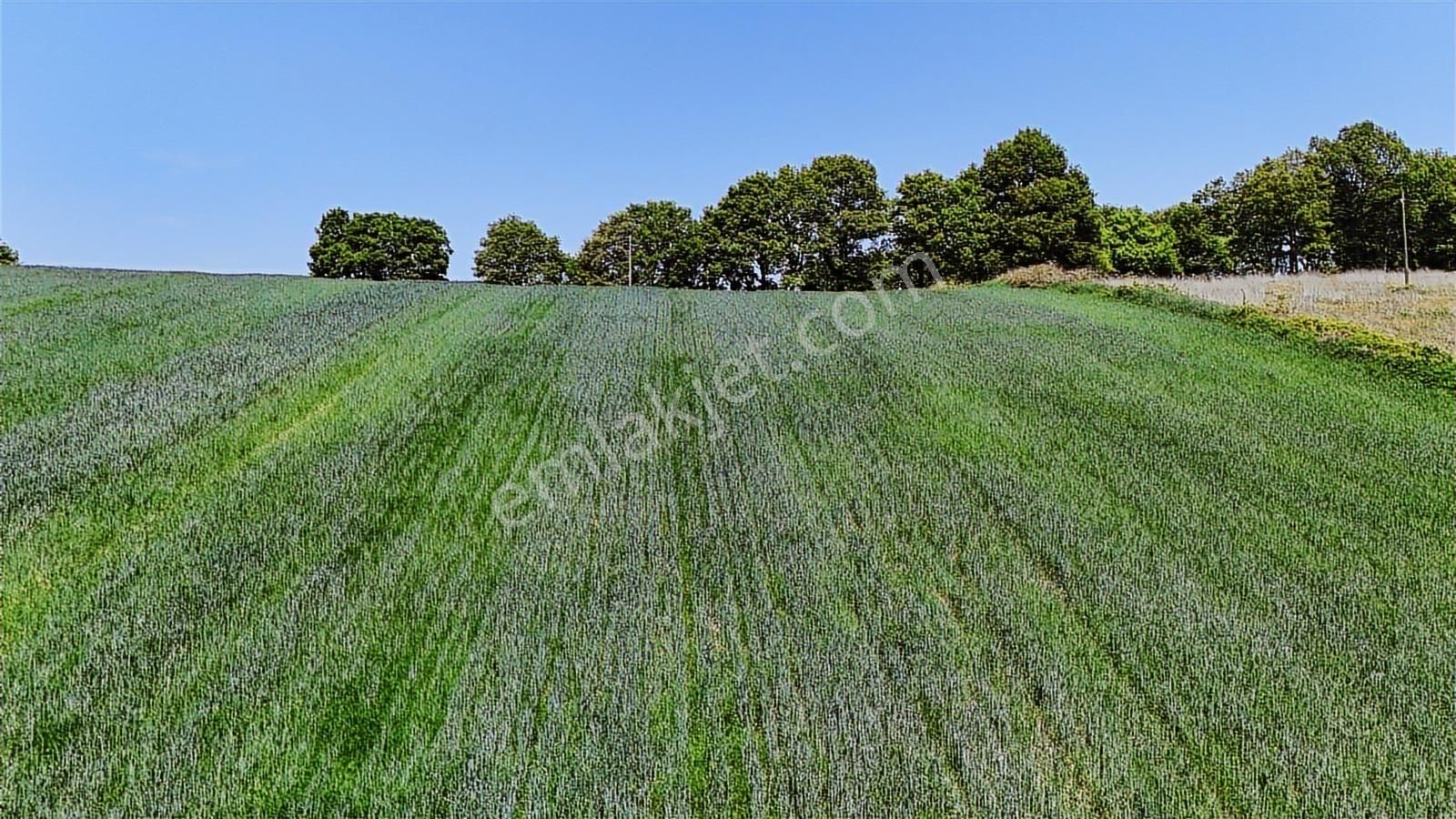 9.650 M2 Çiftlik, Bağ-bahçe, Hobi Bahçe, Kadastro Yola Cepheli - Görsel 29