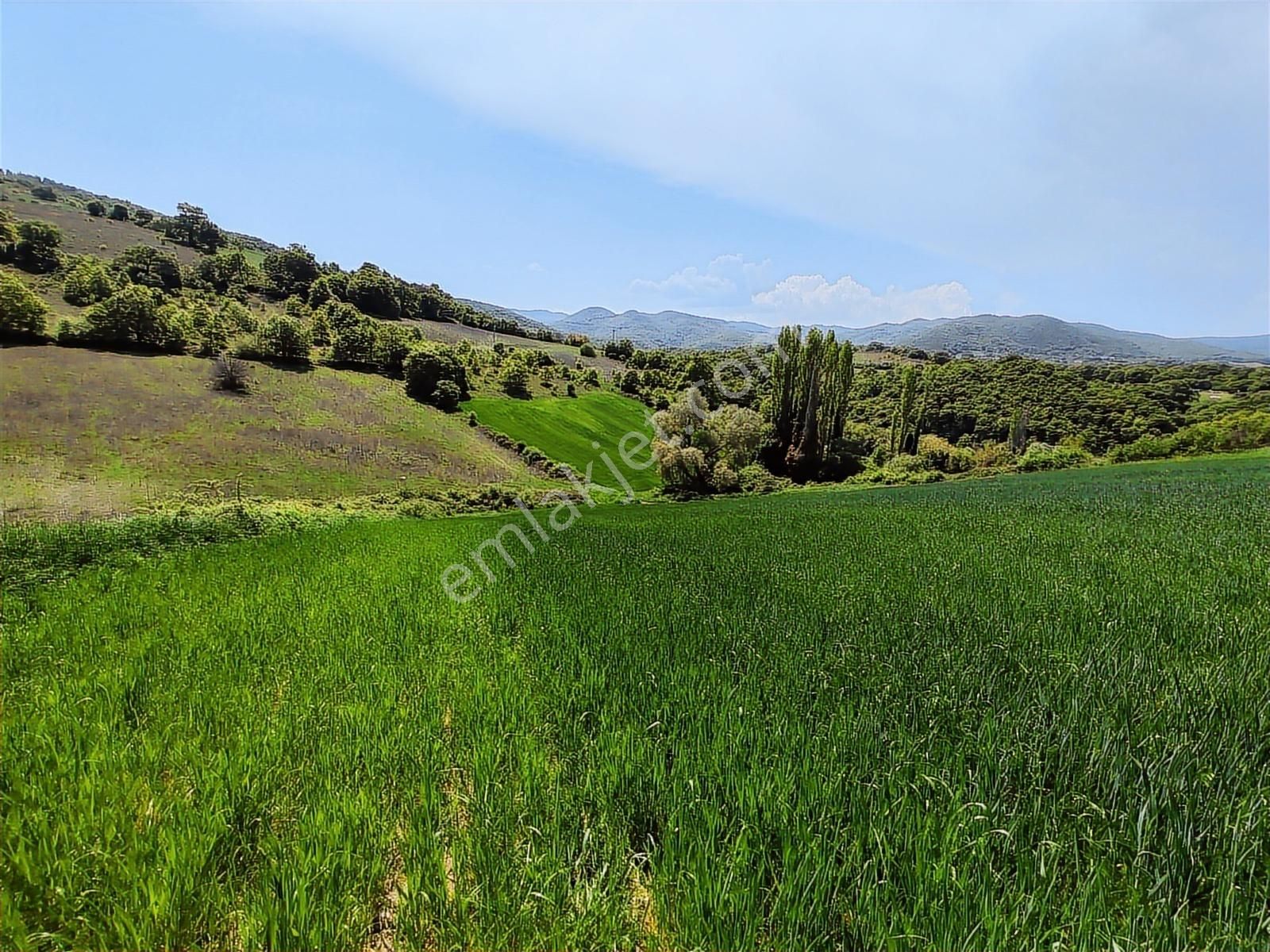 9.650 M2 Çiftlik, Bağ-bahçe, Hobi Bahçe, Kadastro Yola Cepheli - Görsel 12