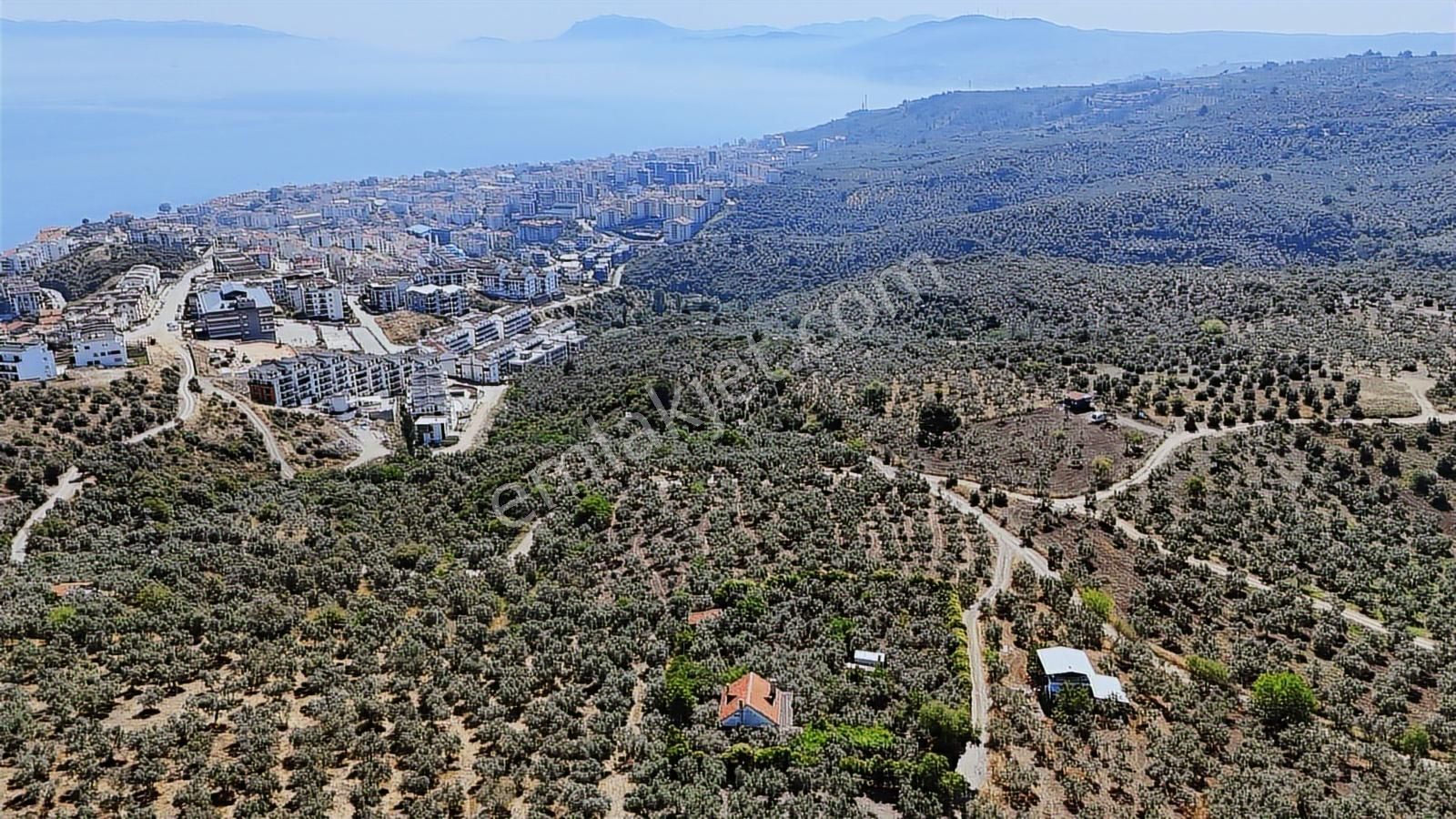 Emlakhabercisi'nden Mudanya İmara 400 Metre Yatırımlık Zeytinlik - Görsel 5