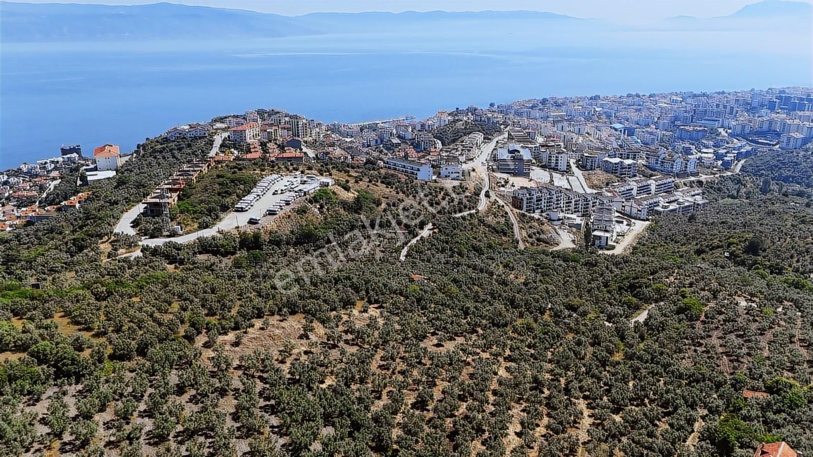 Emlakhabercisi'nden Mudanya İmara 400 Metre Yatırımlık Zeytinlik - Görsel 6