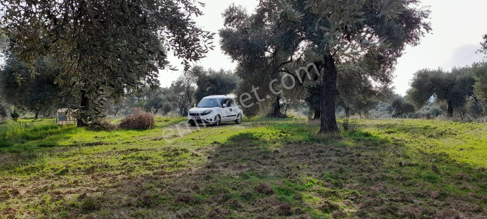 İsabeyli Yeşildere'de Satılık Zeytinlik - Görsel 2