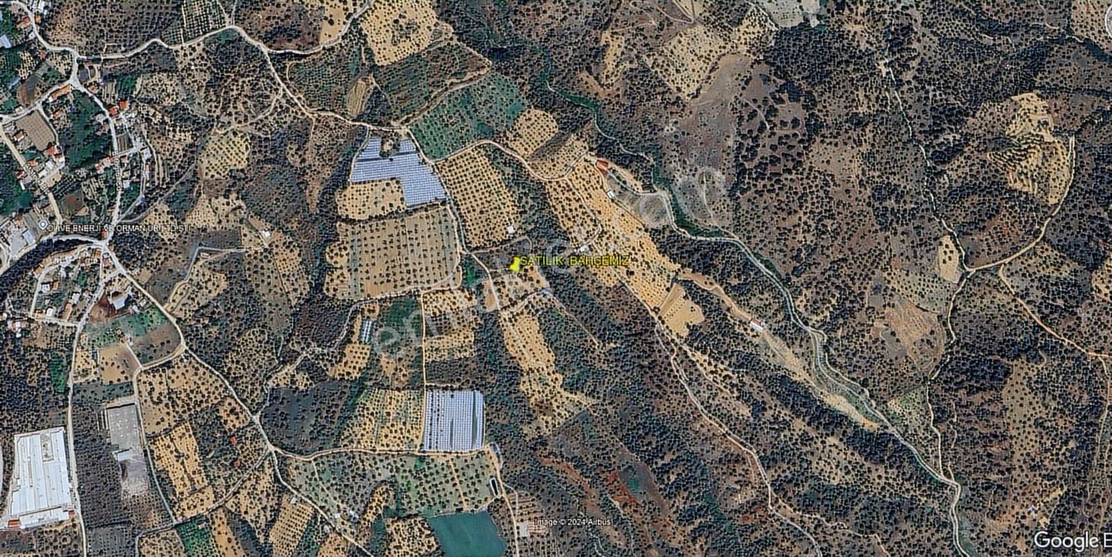 İsabeyli Yeşildere'de Satılık Zeytinlik